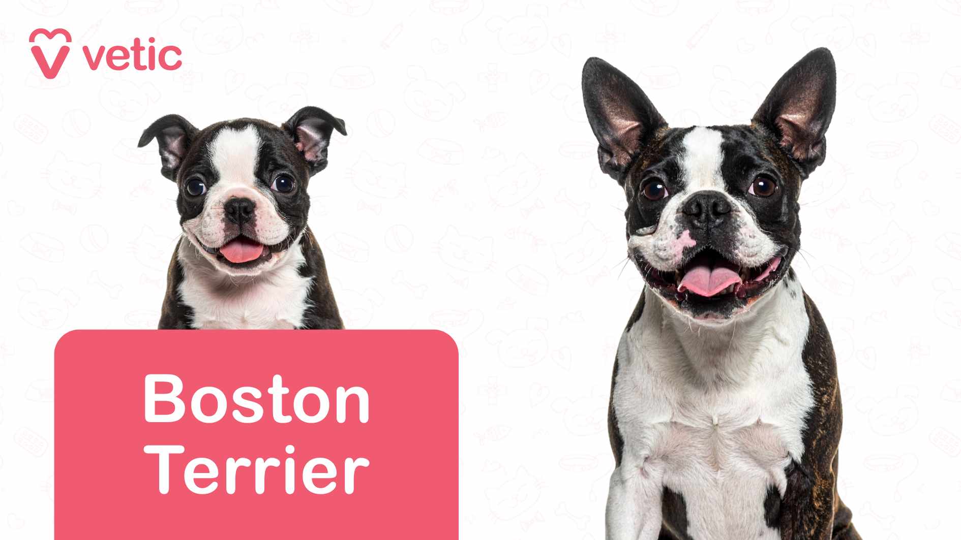 The image showcases two Boston Terriers, one appearing to be a puppy on the left and the other an adult on the right. Both dogs have black and white fur and are looking directly at the camera with their mouths open, appearing to be panting. Their compact and muscular build is visible, highlighting their energetic nature. The background is white, decorated with faint outlines of various pet-related items, such as bones, paw prints, and toys, adding a subtle decorative touch. In the top left corner, the "Vetic" logo and name appear in pink text alongside a heart-shaped icon, serving as branding. At the bottom left corner, a pink rectangle displays the text "Boston Terrier" in white, clearly identifying the breed. This image presents Boston Terriers as dog breeds suitable for Indian apartments, likely emphasizing their small size, adaptability, playful temperament, and easygoing nature, making them a great choice for apartment living.