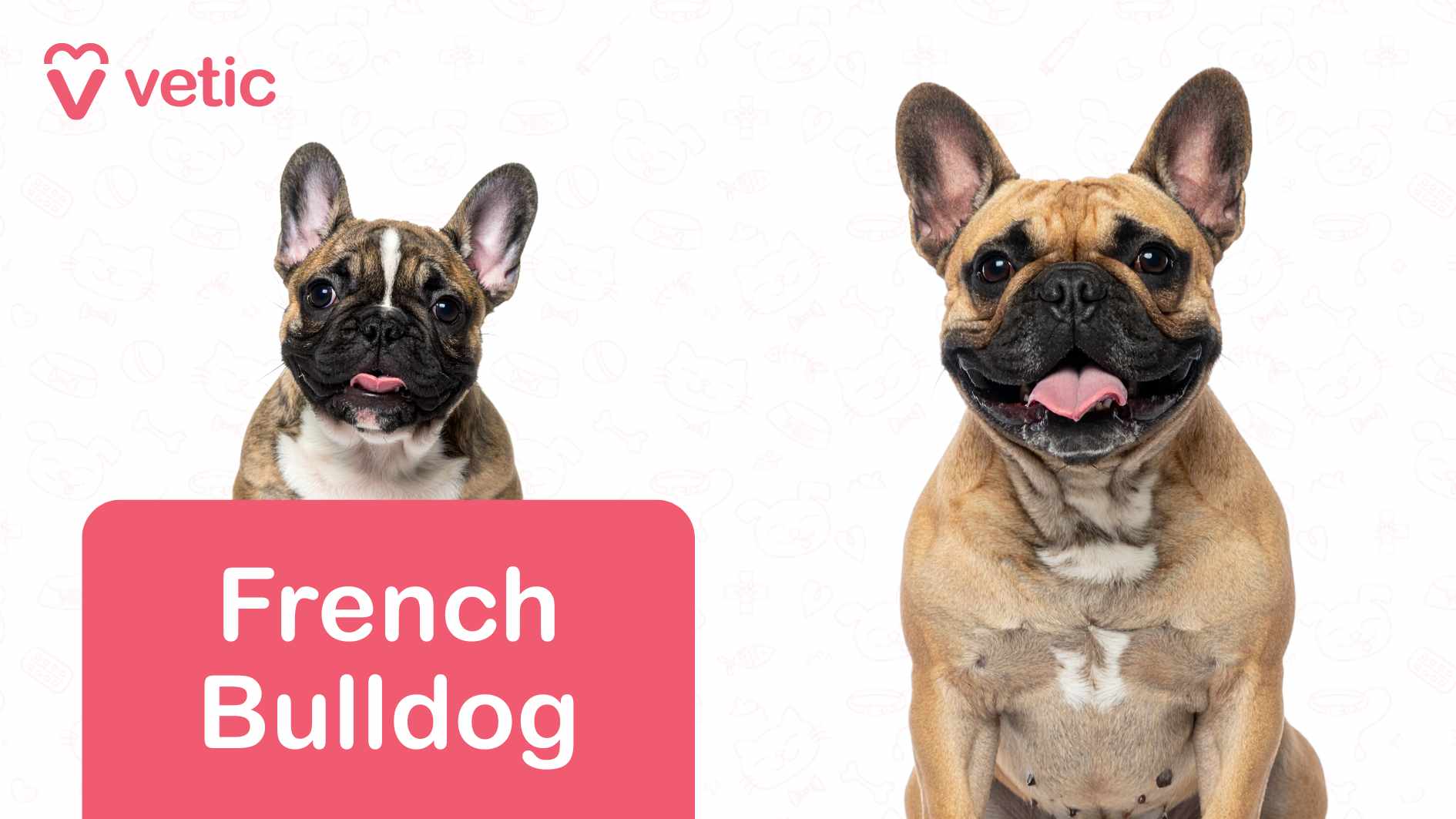 This engaging image features two French Bulldogs, each displaying their distinct coat colors and expressive, playful demeanor. The smaller brindle-coated Frenchie on the left has a striking white patch on its chest, while the larger fawn-colored Bulldog on the right shares a similar white marking. Both dogs seem full of personality, their tongues playfully sticking out as they gaze directly ahead. The background is minimalist white, subtly decorated with delicate outlines of pet-related elements—bones, paw prints, and more, evoking a cozy and pet-friendly vibe. The “Vetic” logo stands out in the top left corner, written in pink, while a pink rectangular label at the bottom clearly marks the breed as "French Bulldog". This image highlights French Bulldogs as dog breeds suitable for Indian apartments, primarily due to their compact size, adaptable nature, and affectionate, low-maintenance personality, making them an excellent choice for urban living.