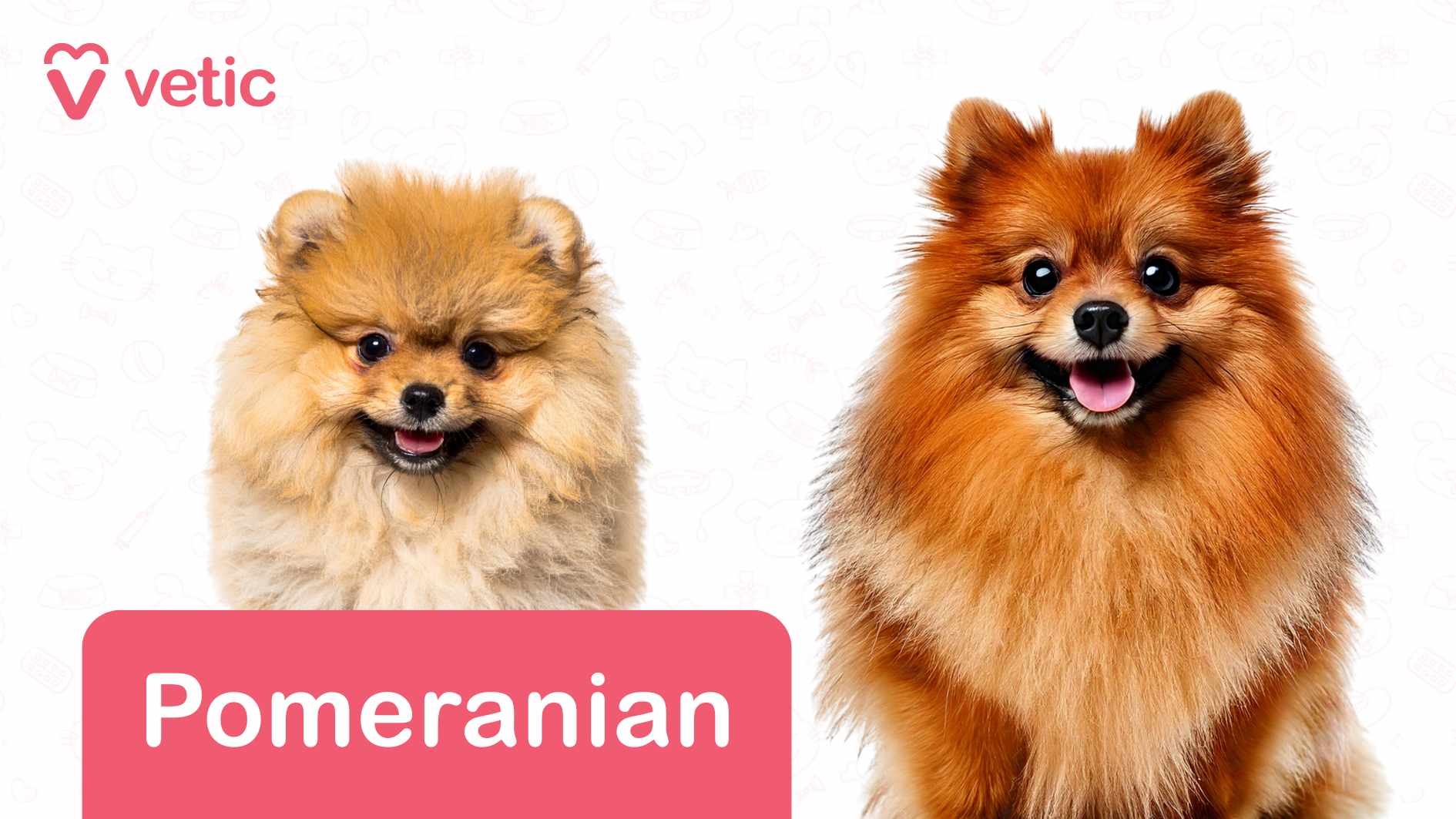 two Pomeranians, each with its own unique charm. The lighter-colored Pomeranian on the left has an ultra-fluffy coat, with perked ears and round, twinkling eyes, giving it an inquisitive expression. Meanwhile, the darker-colored Pomeranian on the right maintains the same plush fur but with a deeper hue, appearing equally cheerful and full of energy. The background is soft white, accented by delicate outlines of dog-related items such as bones and paw prints, subtly reinforcing the pet-friendly theme. At the top left corner, the "Vetic" logo stands out in pink alongside a heart-shaped icon, adding branding to the visual. A pink banner at the bottom prominently displays the word "Pomeranian" in white, clearly identifying the breed. This image highlights Pomeranians as dog breeds suitable for Indian apartments, thanks to their small size, playful nature, and adaptability to indoor environments, making them an excellent companion for apartment dwellers.