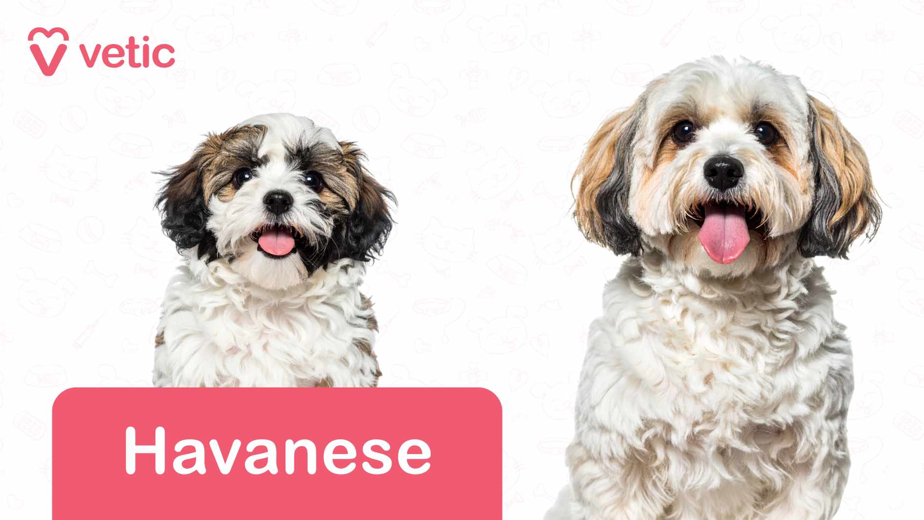 two Havanese dogs, each displaying their distinctive curly coats and bright expressions. The Havanese puppy on the left has an eye-catching mix of white and brown fur, while the adult one on the right is predominantly white, with subtle brown and black markings. Both pups have their tongues out, radiating friendliness and playfulness. Set against a crisp white background, delicate outlines of pet-related elements—bones, paw prints, and more—subtly enhance the visual theme. The “Vetic” logo, prominently displayed in the top left corner, adds branding, while a pink rectangular label at the bottom clearly marks the breed as "Havanese". This image presents Havanese as dog breeds suitable for Indian apartments, thanks to their compact size, affectionate nature, and adaptability to indoor living, making them a wonderful choice for urban pet owners.