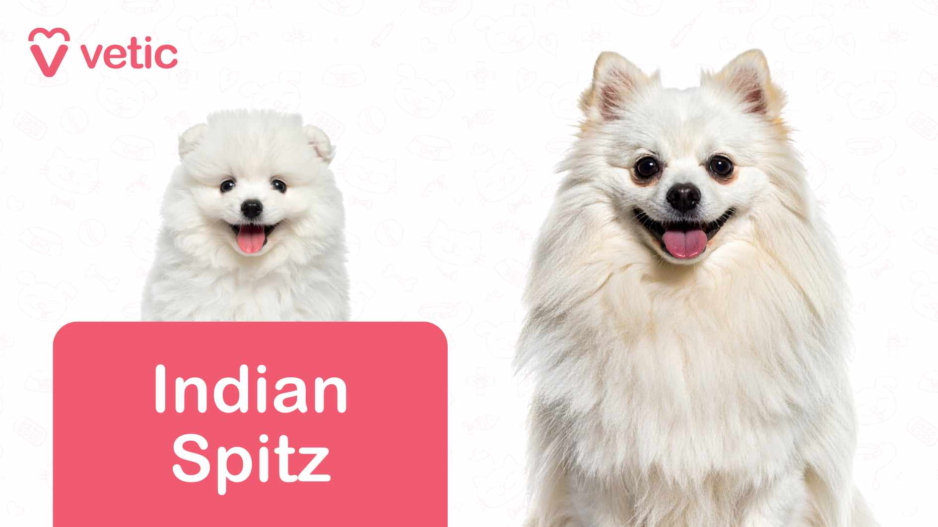 two Indian Spitz dogs, their thick white fur gleaming against the crisp backdrop. The pup on the left, appearing younger, has a cheerful expression, tongue out and ears perked, radiating playfulness. The adult Spitz on the right shares the same bright, intelligent gaze, standing poised and confident. The background is white, subtly decorated with delicate outlines of pet-related elements, including bones, paw prints, and food bowls, adding a soft visual touch. In the top left corner, the "Vetic" logo is displayed in pink, while a pink rectangular label at the bottom clearly marks the breed as "Indian Spitz". This image presents Indian Spitz as dog breeds suitable for Indian apartments, highlighting their small to medium size, adaptability to warm climates, and affectionate, lively nature, making them an excellent choice for apartment dwellers.