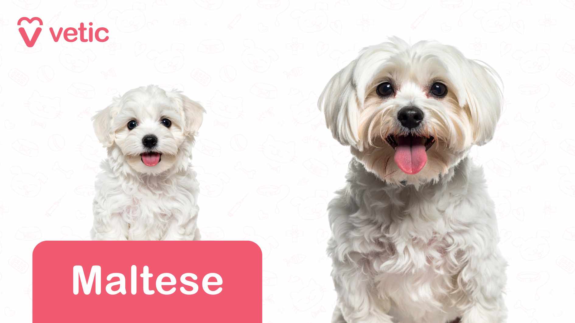 Maltese dog, known for its silky white coat and lively expression. The pup’s dark, round eyes and petite nose contrast beautifully against its fluffy fur, creating an endearing look. Its stance is poised yet playful, exuding charm. The background is crisp white, decorated with subtle pet-themed illustrations such as bones, balls, and paw prints, gently reinforcing the animal-friendly theme. In the top left corner, the "Vetic" logo stands out in red, accompanied by a heart-shaped icon. A bold red label at the bottom left corner marks the breed as "Maltese". This image presents Maltese as dog breeds suitable for Indian apartments, thanks to their small size, affectionate nature, and minimal exercise needs, making them an ideal pet for urban living.