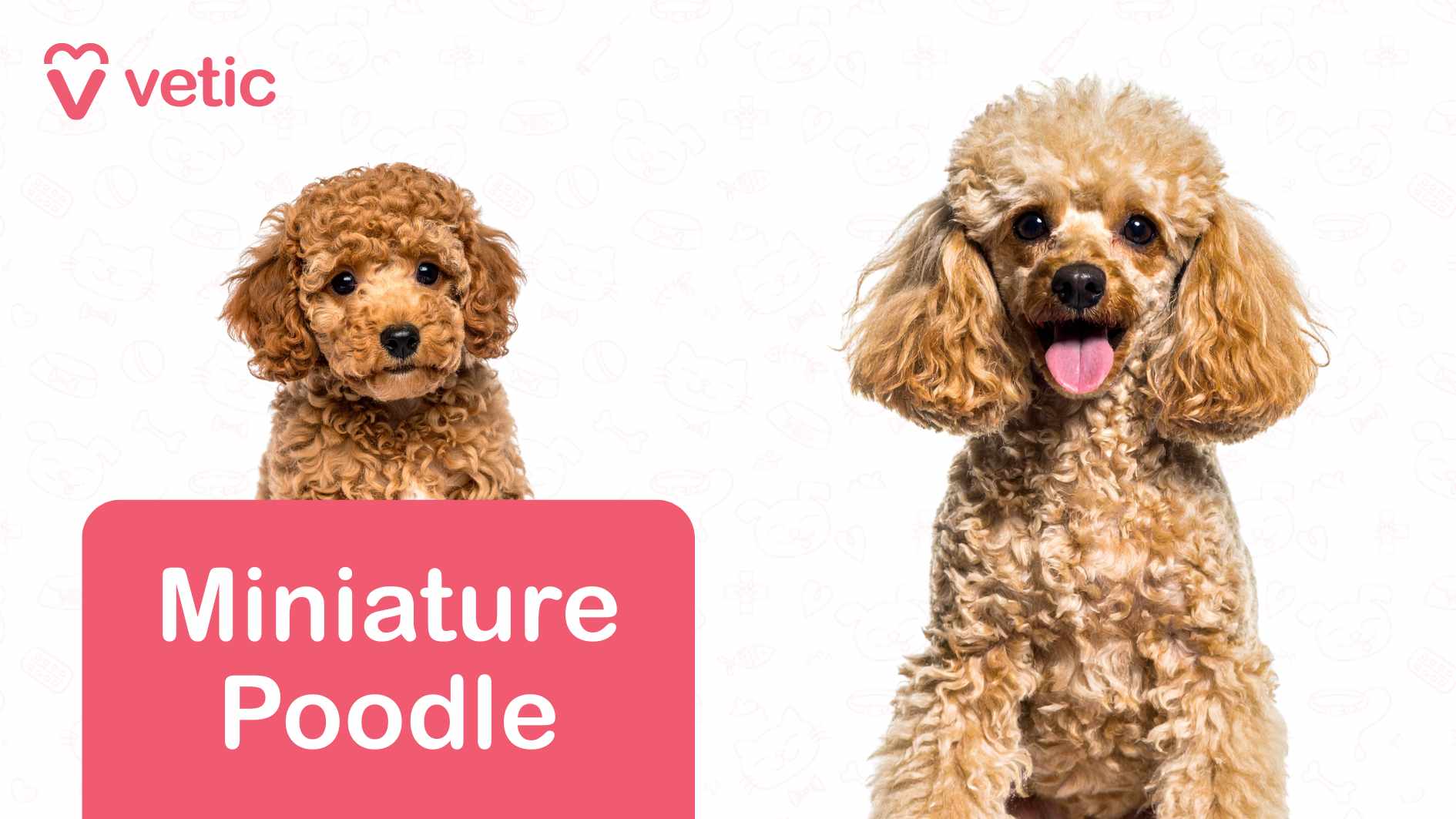a Miniature Poodle, a breed celebrated for its curly, hypoallergenic coat and intelligent demeanor. The left half of the image features an adorable close-up, highlighting the Poodle’s expressive eyes and soft-textured fur. Meanwhile, the right side displays a full-body shot, showcasing its graceful stance and well-groomed appearance. The background is clean white, elegantly accentuated with subtle outlines of pet-related items, such as paw prints and bones, subtly reinforcing the theme. At the top left corner, the “Vetic” logo and branding appear in pink, while a pink label at the bottom left boldly identifies the breed as "Miniature Poodle". This image highlights Miniature Poodles as dog breeds suitable for Indian apartments, thanks to their small yet sturdy size, high intelligence, and adaptable nature, making them an excellent choice for indoor living.
