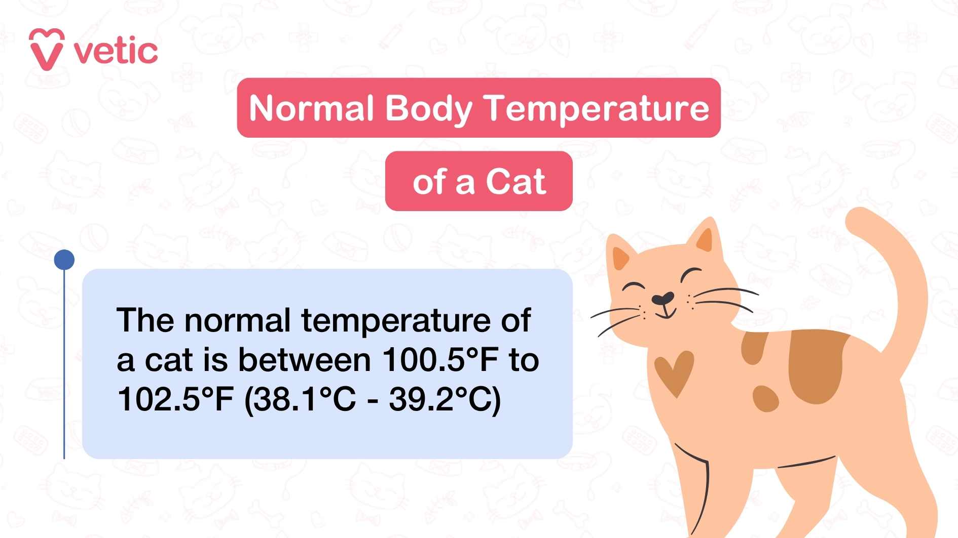 An informative image by Vetic with the title "normal body temperature of a cat" the image depicts a happy and content looking young cat and the text "the normal temperature of a cat is between 100.5-degree and 102.5-degree Fahrenheit or 38.1-degree and 39.2-degree Fahrenheit.