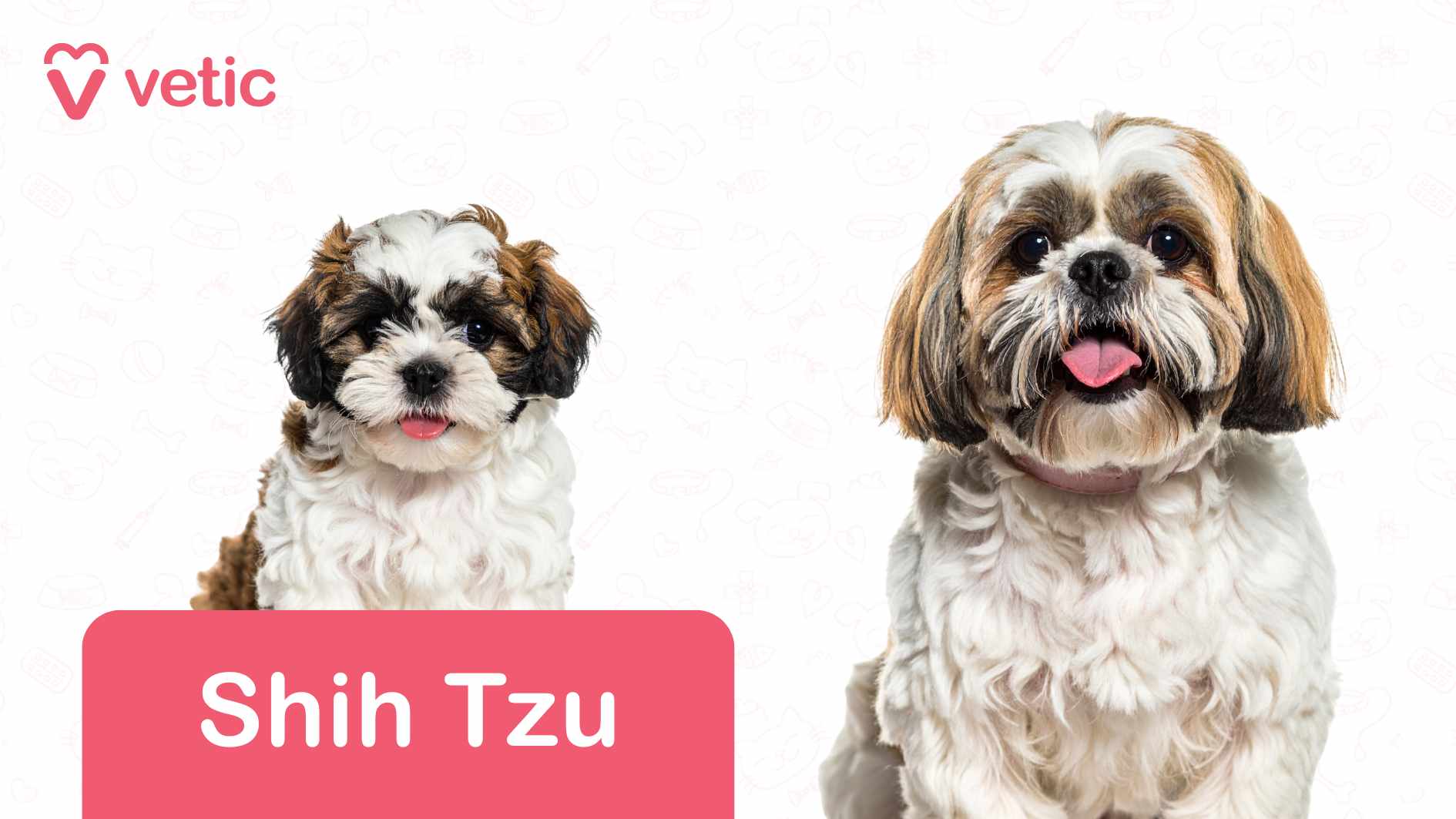 image features two Shih Tzu dogs, each showcasing their distinctively fluffy coats and expressive eyes. The dog on the left has a mix of white and brown fur, with a striking black patch around its eyes and nose—its tongue slightly sticking out, adding to its playful charm. The Shih Tzu on the right shares a similar coat pattern, standing with a poised yet friendly demeanor. Set against a crisp white background, the image is subtly adorned with faint outlines of pet-related items, such as bones and paw prints, reinforcing the theme of companionship. The "Vetic" logo appears prominently in the top left corner, styled in pink text with a heart-shaped icon. At the bottom of the image, a pink rectangular label marks the breed as "Shih Tzu", ensuring clear identification. This image highlights Shih Tzu as dog breeds suitable for Indian apartments, emphasizing their compact size, affectionate nature, and adaptability to indoor living, making them a perfect companion for apartment dwellers.