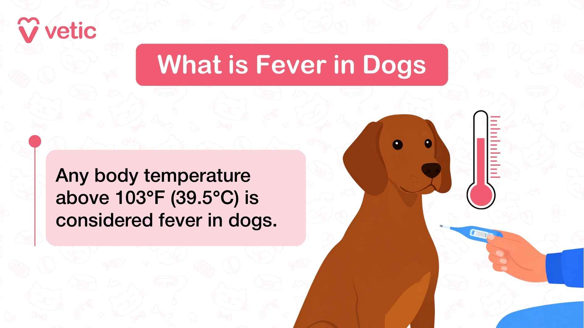 What is fever in dogs - any body temperature above 103-degree Fahrenheir or 39.5-degree Celcius is considered fever in dogs.