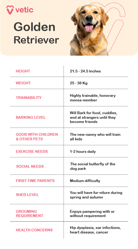 The Golden Retriever breed is known for its friendly and intelligent nature, making it one of the most popular dog breeds worldwide. Typically, these dogs have a height ranging from 21.5 to 24.5 inches and a weight between 25 to 36 kilograms. Their trainability is exceptional, as they are highly intelligent and eager to learn, often displaying a level of comprehension that earns them the honorary title of a "Mensa member." Golden Retrievers have a moderate barking level. They tend to bark when they want food, affection, or when they encounter strangers—though they quickly warm up and befriend them. Their sociability extends to children and other pets, making them excellent companions for families. In fact, they naturally take on a nanny-like role, helping to guide and interact with young family members. These dogs require regular physical activity, needing about 1 to 2 hours of exercise daily. Whether it's running, fetching, or swimming, they thrive on movement and outdoor play. Their social nature makes them the "social butterfly" of the dog park, eager to meet and play with other dogs. For first-time dog owners, Golden Retrievers pose a moderate level of difficulty. While their friendly disposition makes them easy to love, they do require consistent training and engagement. Their shedding is particularly noticeable during spring and autumn, leading to fur accumulating on furniture. Grooming is necessary, though Golden Retrievers enjoy the pampering experience whether or not they urgently require it. Despite their overall good health, they are prone to certain health concerns. Some common issues include hip dysplasia, ear infections, heart disease, and cancer. Regular veterinary check-ups and a healthy lifestyle help manage these risks and ensure a long, happy life.