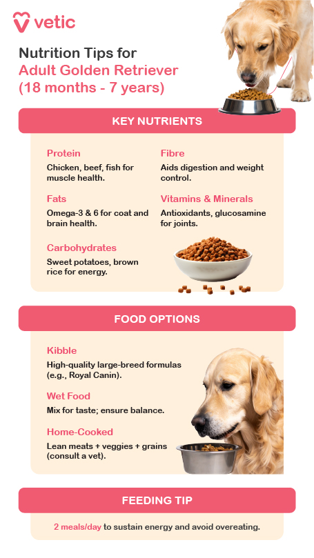 informational guide from Vetic providing nutrition tips for adult Golden Retrievers aged 18 months to 7 years. The infographic highlights essential nutrients, recommended food choices, and feeding practices to support optimal health. A well-balanced diet for adult Golden Retrievers should include proteins, fiber, healthy fats, vitamins, minerals, and carbohydrates. Protein sources such as chicken, beef, and fish help maintain muscle health and strength. Fiber plays a crucial role in digestion and weight control, ensuring a stable metabolism. Healthy fats, especially Omega-3 and Omega-6 fatty acids, support coat health and cognitive function, keeping the dog’s skin and brain in top condition. Essential vitamins and minerals, including antioxidants and glucosamine, contribute to joint health and immune strength. For sustained energy, complex carbohydrates like sweet potatoes and brown rice are recommended, providing long-lasting fuel without unnecessary weight gain. Pet owners have several food options to ensure balanced nutrition. High-quality kibble, formulated for large-breed dogs, is a convenient and nutritionally complete choice, with brands like Royal Canin offering tailored formulas. Wet food can be mixed into meals to enhance palatability, but it should be balanced with dry food for optimal nutritional benefits. If opting for home-cooked meals, incorporating lean meats, vegetables, and grains is advisable, though it is recommended to consult a veterinarian to ensure all dietary requirements are met. Feeding adult Golden Retrievers two meals per day is the ideal routine, helping to maintain steady energy levels while preventing overeating. This structured feeding approach ensures a healthy weight, strong joints, and an active lifestyle.