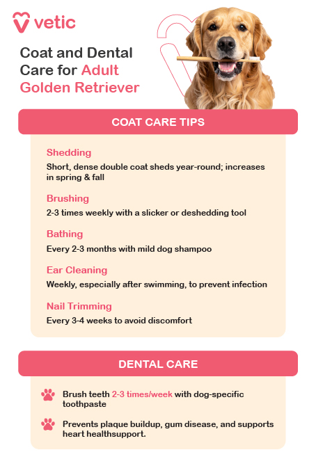 informational poster from Vetic focused on coat and dental care for adult Golden Retrievers. It features a picture of a Golden Retriever holding a toothbrush in its mouth, visually reinforcing the importance of grooming and oral hygiene. Coat Care Tips Golden Retrievers have a short, dense double coat that sheds year-round, with increased shedding occurring during spring and fall. To manage this, owners should brush their dogs 2-3 times weekly using a slicker brush or de-shedding tool to remove loose fur and prevent matting. Bathing should be done every 2-3 months using a mild dog shampoo to keep the coat clean without stripping essential oils. Additionally, ear cleaning is necessary weekly, especially after swimming, to prevent infections. Nail trimming should be performed every 3-4 weeks to avoid discomfort and maintain proper mobility. Dental Care Maintaining dental hygiene is crucial for a Golden Retriever’s overall health and longevity. Owners should brush their dog’s teeth 2-3 times per week using dog-specific toothpaste to prevent plaque buildup and gum disease. Regular dental care not only preserves oral health but also supports heart health and general well-being. This poster serves as a valuable reference for pet owners, providing essential guidance for keeping their Golden Retriever’s coat and teeth healthy through regular grooming and dental care routines.
