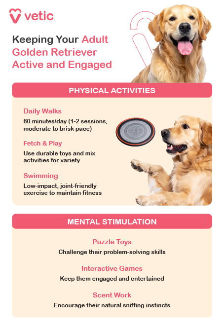 informational poster from Vetic focused on keeping an adult Golden Retriever active and engaged. The poster is divided into two main sections: Physical Activities and Mental Stimulation, ensuring a balanced exercise routine for both physical health and cognitive well-being. Physical Activities Regular exercise is essential to maintain a healthy weight, muscle tone, and joint health in Golden Retrievers. The guide recommends daily walks of 60 minutes, which can be split into one or two sessions at a moderate to brisk pace. Additionally, playing fetch with durable toys helps enhance agility and endurance, while keeping the dog entertained. Another effective activity is swimming, a low-impact exercise that is gentle on the joints and helps improve overall fitness and stamina. Mental Stimulation Beyond physical exercise, Golden Retrievers require mental engagement to prevent boredom and destructive behavior. The guide suggests using puzzle toys, which challenge their problem-solving skills and encourage active thinking. Playing interactive games provides an opportunity for bonding and mental engagement, while incorporating scent work allows them to utilize their natural sniffing instincts, enhancing focus and curiosity. This poster serves as a helpful reference for pet owners looking to establish an effective exercise routine that keeps their Golden Retriever healthy, happy, and mentally stimulated. Let me know if you need any refinements!
