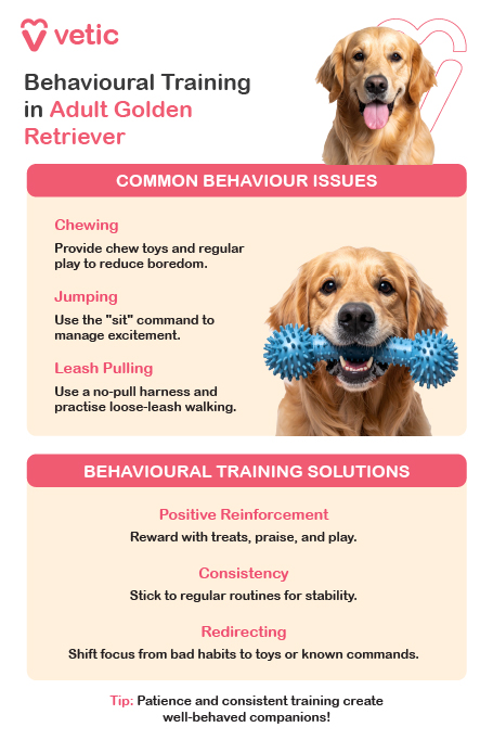 The flyer is divided into two sections: Common Behavior Issues and Behavioral Training Solutions, providing actionable strategies for fostering positive habits. Common Behavior Issues Adult Golden Retrievers may exhibit chewing, jumping, and leash pulling, which require consistent training and reinforcement. Chewing often results from boredom or stress, and pet owners can address this by providing appropriate chew toys and ensuring regular playtime. Jumping is a sign of excitement or attention-seeking behavior, and reinforcing the “sit” command helps manage this reaction. Additionally, leash pulling can make walks difficult, but using a no-pull harness and practicing loose-leash walking ensures better control and discipline. Behavioral Training Solutions To instill good behavior, pet owners should focus on positive reinforcement, consistency, and redirection. Using treats, praise, and interactive play encourages desired habits while reinforcing obedience. Establishing a consistent routine with structured commands and training sessions helps the dog develop predictability and stability in its behavior. If unwanted behaviors persist, redirecting the dog's focus to toys, training exercises, or known commands effectively eliminates negative tendencies. The guide also includes a key takeaway—patience and consistent training are essential in shaping a well-mannered Golden Retriever. By following these strategies, owners can cultivate a well-behaved and responsive companion.