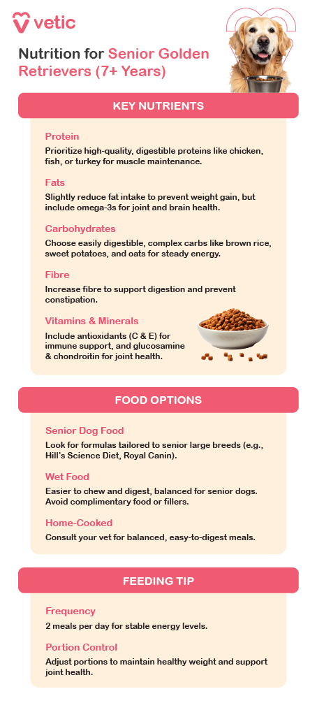 an informational guide from Vetic detailing the essential nutrition requirements for senior Golden Retrievers aged 7 years and older. It is divided into three sections: Key Nutrients, Food Options, and Feeding Tips, ensuring a well-balanced diet for aging dogs. As Golden Retrievers enter their senior years, their dietary needs shift to support joint health, digestion, and weight management. Protein remains crucial for muscle maintenance, but it should come from high-quality, digestible sources like chicken, turkey, and fish. Fat intake should be slightly reduced to prevent weight gain, but healthy fats such as Omega-3s continue to play a vital role in joint support and brain function. Complex carbohydrates like brown rice, sweet potatoes, and oats offer sustained energy while remaining easy to digest. An increase in fiber aids digestion, helping to prevent constipation in older dogs. Essential vitamins and minerals, particularly antioxidants (Vitamins C & E), glucosamine, and chondroitin, contribute to immune system health and joint mobility. Pet owners have multiple food options for senior Golden Retrievers. Senior dog food formulas such as Hill’s Science Diet or Royal Canin for large breeds provide balanced nutrition tailored to aging dogs. Wet food can be a good alternative for dogs with dental issues, offering a softer, easier-to-chew meal. If opting for home-cooked meals, consulting a veterinarian is essential to ensure proper nutrient balance and digestibility. For feeding, the guide recommends serving two meals per day, helping to maintain stable energy levels and promote healthy digestion. Portion control should be adjusted based on the dog’s activity level and weight, ensuring they remain fit and agile as they age.