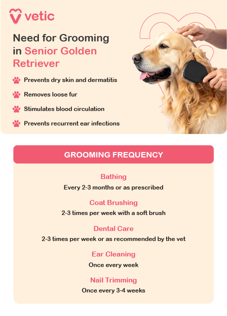 This image is an informational poster from Vetic that highlights the importance of grooming for senior Golden Retrievers. It features an image of a Golden Retriever being groomed, emphasizing the benefits of regular care for aging dogs. The poster outlines several key grooming benefits that contribute to a dog's overall health and comfort. Grooming helps prevent dry skin and dermatitis, ensuring the coat remains healthy. Regular brushing assists in removing loose fur, reducing excessive shedding and minimizing discomfort. Additionally, grooming stimulates blood circulation, which supports skin health and muscle function. Proper ear cleaning plays a crucial role in preventing recurrent infections, a common issue in senior Golden Retrievers. To maintain optimal hygiene, the poster provides a grooming frequency guide. Bathing should be done every 2-3 months or as advised by a veterinarian, ensuring cleanliness without drying out the coat. Coat brushing should occur 2-3 times per week using a soft brush to manage shedding and prevent matting. Dental care should be performed 2-3 times per week or as recommended by a vet, helping to prevent gum disease and tartar buildup. Ear cleaning should be done weekly, particularly for dogs prone to ear infections. Nail trimming should occur every 3-4 weeks, ensuring proper mobility and reducing the risk of discomfort or injury.