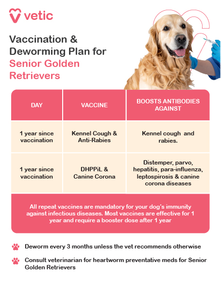 a vaccination and deworming plan for senior Golden Retrievers, provided by Vetic. It presents a structured schedule for maintaining immunity against infectious diseases while ensuring internal parasite control. The vaccination plan includes two essential booster shots administered one year after the previous vaccination. The Kennel Cough & Anti-Rabies vaccine strengthens antibodies against kennel cough and rabies, while the DHPPiL & Canine Corona vaccine protects against distemper, parvo, hepatitis, parainfluenza, leptospirosis, and canine coronavirus. Regular booster doses help maintain long-term immunity and prevent the risk of infections. Additionally, the image highlights deworming guidelines, recommending deworming every three months unless a veterinarian suggests otherwise. Deworming prevents common intestinal parasites, which can affect digestion and overall health. Furthermore, consulting a vet for heartworm preventative medication is advised, as senior dogs may have a greater risk of developing heartworm-related complications. A key takeaway from this guide is that repeat vaccinations are mandatory for continued immunity. Since most vaccines remain effective for one year, timely booster doses are necessary to ensure that the dog stays healthy and protected.