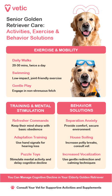 This image is an informational poster from Vetic focused on senior Golden Retriever care, covering essential exercise, training, and behavioral solutions to help aging dogs stay active and mentally engaged. Exercise & Mobility Senior Golden Retrievers require gentle yet consistent exercise to maintain joint health and mobility. The guide suggests daily walks of 20-30 minutes, twice a day, ensuring they stay active without overexertion. Swimming is recommended as a low-impact exercise, making it an ideal activity for dogs with joint stiffness or arthritis. Owners can also engage their dog in gentle play sessions, such as light fetch, which keeps them stimulated without straining their body. Training & Mental Stimulation As dogs age, mental stimulation is just as vital as physical exercise. The guide advises practicing refresher obedience commands to keep their minds sharp and engaged. If the dog experiences hearing loss, adaptation training with hand signals helps maintain communication and reinforces good behavior. Additionally, providing puzzle toys challenges cognitive abilities and helps delay cognitive decline, keeping the dog mentally alert. Behavioral Solutions Senior Golden Retrievers may develop behavioral changes that require thoughtful management. Separation anxiety can increase with age, so owners should create a comfortable, secure environment to ease stress. House soiling may occur due to weakened bladder control, and increasing potty breaks while consulting a vet for guidance is advisable. If a senior dog shows increased vocalization, using gentle redirection and calming techniques helps manage excessive barking and restlessness. Veterinary Support & Cognitive Health The poster includes a key reminder: “You Can Manage Cognitive Decline in Your Elderly Golden Retriever” and encourages pet owners to consult a veterinarian for supportive activities and supplements that aid in maintaining their dog’s well-being.