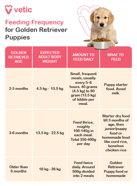 This image is a feeding guide for Golden Retriever puppies, provided by Vetic. It outlines a structured meal plan based on the puppy’s age, expected adult body weight, and daily food quantity while also detailing the types of food suitable for each growth stage. For puppies aged 2-3 months, frequent small meals are recommended, every 5-6 hours, to support their developing digestive system. The quantity of food varies based on the expected adult weight—ranging from 40g per meal for puppies expected to be 4.5 kg as adults to 80g per meal for those expected to reach 13.5 kg. Puppy starter food is advised, while milk should be avoided. Between 3-6 months, Golden Retriever puppies should transition to three meals per day, consuming 100g to 140g per meal, totaling 350g to 400g daily. While starter dry food is recommended until 3 months, puppies can gradually shift to junior/puppy food or home-cooked meals such as curd rice or boneless chicken rice. For puppies older than 6 months, feeding shifts to twice a day, with a total of 500g divided equally between both meals. At this stage, they should be fed Golden Retriever puppy-specific food or homemade balanced meals, ensuring continued growth and development.