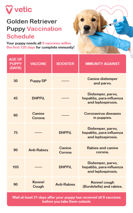 The first vaccine, Puppy DP, should be administered at 30 days old, providing protection against canine distemper and parvovirus. At 45 days, the puppy should receive the DHPPiL vaccine, which guards against distemper, parvo, hepatitis, para-influenza, and leptospirosis. At 60 days, the Canine Corona vaccine is recommended to protect against coronavirus diseases in puppies. A second dose of DHPPiL follows at 75 days, reinforcing immunity against previously targeted diseases. At 90 days, the puppy should receive the Anti-Rabies vaccine alongside a booster of Canine Corona, ensuring robust defense against rabies and canine coronavirus. By 105 days, another dose of DHPPiL is required for continued protection. At 90 days, the Kennel Cough vaccine should also be administered, alongside an Anti-Rabies booster, targeting Bordetella (kennel cough) and rabies. A critical guideline in this schedule states that puppy owners should wait at least 21 days after completing all nine vaccines before taking their dog outside, ensuring the puppy is fully protected from infections.