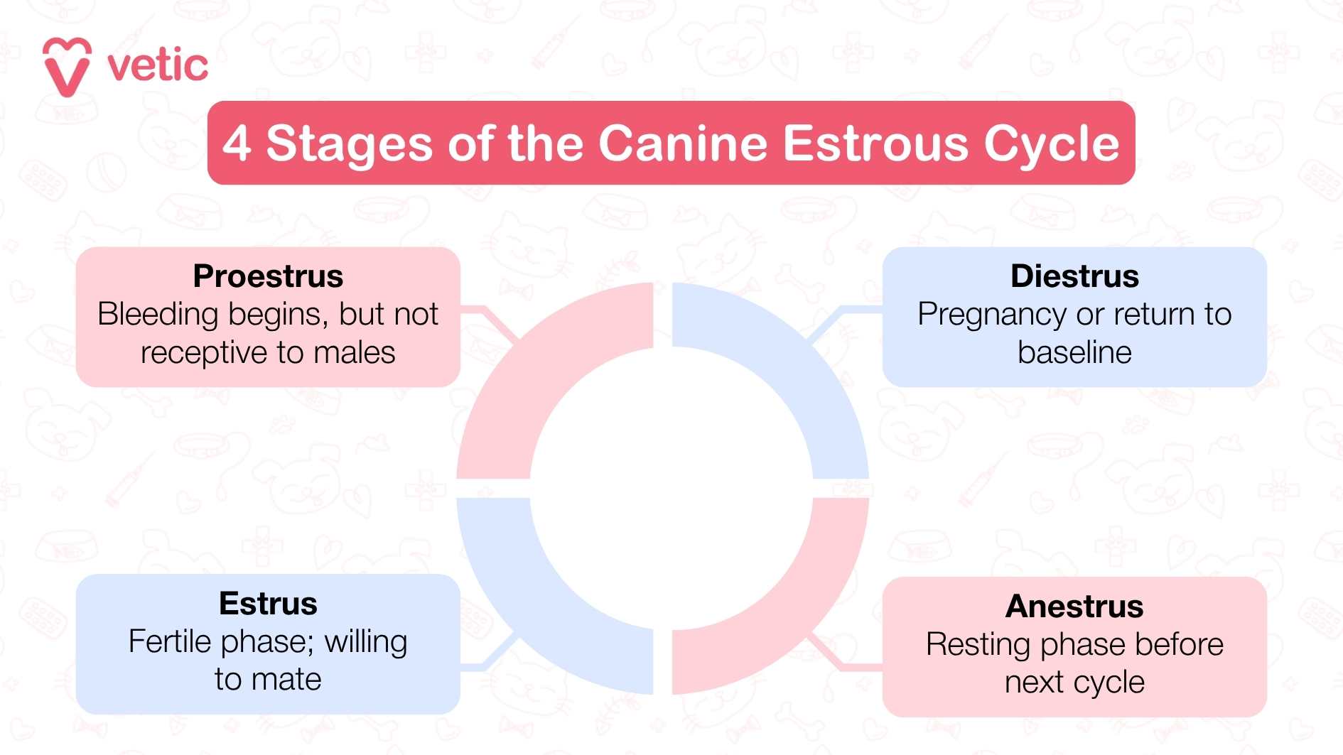 A very simple infographic depiction of the 4 Stages of the Canine Estrous Cycle Proestrus – Bleeding begins, but not receptive to males Estrus – Fertile phase; willing to mate Diestrus – Pregnancy or return to baseline Anestrus – Resting phase before next cycle