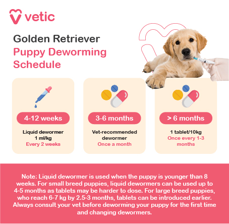 an informational poster from Vetic outlining a structured deworming schedule for Golden Retriever puppies, ensuring protection against common intestinal parasites. The poster includes a picture of a Golden Retriever puppy and categorizes the deworming plan into three stages based on age. For puppies aged 4-12 weeks, a liquid dewormer should be administered at a dosage of 1 ml per kg, every two weeks. This formulation is easier for younger puppies to ingest and helps control early-stage parasitic infections. Between 3-6 months, puppies should receive vet-recommended dewormers once a month, ensuring continuous protection as they transition into adolescence. For puppies older than 6 months, tablet dewormers are introduced, with a dosage of one tablet per 10 kg of body weight, administered every 1-3 months, depending on veterinary advice. The poster also includes a note emphasizing that liquid dewormers are typically used for puppies younger than 8 weeks. In small breed puppies, liquid dewormers may be used up to 4-5 months, as tablets can be harder to dose accurately. However, for large breed puppies, which reach 6-7 kg by 2.5-3 months, tablets can be introduced earlier. Owners are strongly advised to consult a veterinarian before deworming a puppy for the first time or changing deworming medications.
