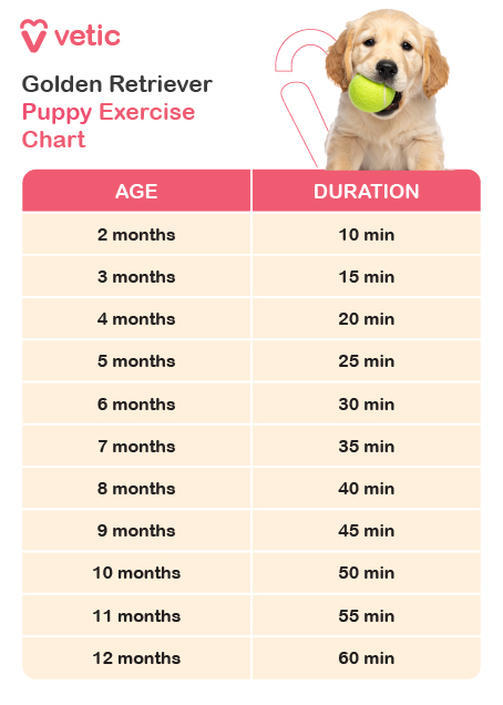 exercise chart for Golden Retriever puppies, provided by Vetic. The chart outlines recommended exercise durations based on a puppy’s age, helping pet owners ensure their growing Retriever gets the right amount of physical activity. The chart is accompanied by an image of a Golden Retriever puppy holding a tennis ball, symbolizing active play. For 2-month-old puppies, the recommended exercise duration is 10 minutes per session. As the puppy grows, the duration gradually increases—15 minutes at 3 months, 20 minutes at 4 months, and 25 minutes at 5 months. By 6 months, puppies can handle 30-minute sessions, progressing in 5-minute increments each month. When they reach 12 months, their exercise duration reaches 60 minutes per session. This structured guide is designed to help prevent over-exertion while encouraging healthy physical development. Gradual increases in exercise time ensure that a Golden Retriever puppy builds strength, stamina, and joint health safely.