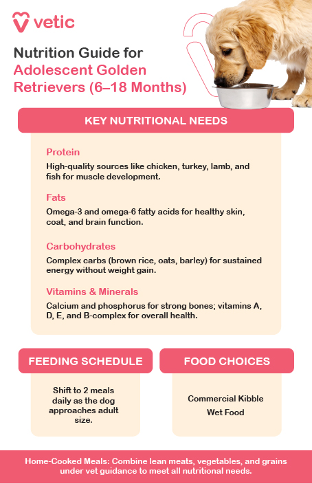 This image is a nutrition guide for adolescent Golden Retrievers aged 6 to 18 months, provided by Vetic. It outlines the essential nutritional needs, recommended feeding schedule, and suitable food choices for this developmental stage. Adolescent Golden Retrievers require a balanced diet rich in proteins, fats, carbohydrates, vitamins, and minerals to support their growth and energy levels. High-quality protein sources such as chicken, turkey, lamb, and fish help in muscle development. Healthy fats, including Omega-3 and Omega-6 fatty acids, contribute to skin, coat, and brain function. Complex carbohydrates like brown rice, oats, and barley provide sustained energy without excessive weight gain. Additionally, calcium and phosphorus are crucial for strong bones, while vitamins A, D, E, and B-complex support overall health. As the puppy approaches adulthood, the feeding schedule shifts to two meals per day, ensuring consistent energy levels and proper digestion. Owners can choose between commercial kibble, wet food, or home-cooked meals. If opting for home-cooked meals, it is recommended to combine lean meats, vegetables, and grains under veterinary guidance to ensure all nutritional needs are met.