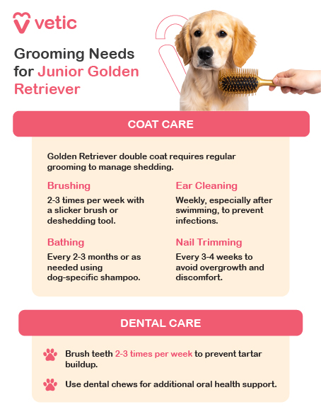 Coat Care and Dental Care, ensuring that pet owners maintain their puppy’s overall hygiene and well-being. Coat Care Junior Golden Retrievers have a short, dense double coat that requires regular maintenance to prevent matting and excessive shedding. Owners should brush their puppy’s coat 2-3 times per week using a slicker brush or deshedding tool to remove loose fur and keep the coat healthy. Bathing should be done every 2-3 months using a dog-specific shampoo, as frequent washing can strip the coat of essential oils. Additionally, ear cleaning should be performed weekly, particularly after swimming, to prevent infections. Nail trimming is another vital aspect of grooming, and it should be done every 3-4 weeks to avoid discomfort and maintain proper mobility. Dental Care Good oral hygiene plays a crucial role in a puppy’s long-term health and comfort. Owners should brush their Golden Retriever’s teeth 2-3 times per week using dog-friendly toothpaste to prevent tartar buildup and gum disease. In addition to brushing, providing dental chews can help maintain oral health while reducing plaque accumulation.