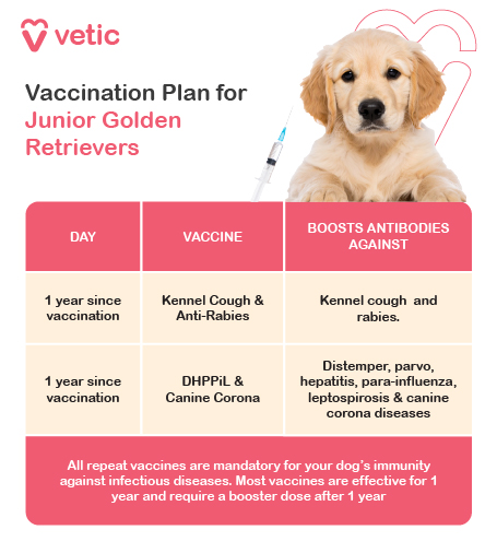 vaccination plan for Junior Golden Retrievers, provided by Vetic. It outlines the recommended repeat vaccination schedule, ensuring that young Retrievers maintain strong immunity against various infectious diseases. The schedule includes two essential vaccinations to be administered one year after the initial vaccination. The first is for Kennel Cough & Anti-Rabies, which boosts antibodies against kennel cough and rabies. The second is for DHPPiL & Canine Corona, which strengthens immunity against distemper, parvo, hepatitis, parainfluenza, leptospirosis, and canine coronavirus. A key point emphasized in the guide is that all repeat vaccines are mandatory for maintaining a dog’s immunity. Most vaccines remain effective for one year and require a booster dose to ensure continued protection.
