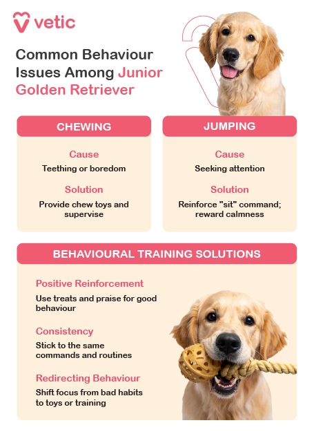 informational poster from Vetic highlighting common behavioral issues among junior Golden Retrievers and providing practical solutions to address them. The poster is divided into three sections: Chewing, Jumping, and Behavioral Training Solutions, ensuring pet owners can effectively manage their puppy’s habits. Chewing Many junior Golden Retrievers develop chewing habits, which are often linked to teething or boredom. To prevent destructive chewing, owners should provide appropriate chew toys and ensure proper supervision. This helps redirect their behavior towards safer and more suitable objects. Jumping Golden Retriever puppies often jump as a way to seek attention. While it may seem harmless, it can become problematic as the puppy grows. To reduce jumping tendencies, pet owners should reinforce the “sit” command and consistently reward calm behavior. Encouraging positive interactions and teaching alternative ways for the puppy to get attention are crucial for behavioral improvement. Behavioral Training Solutions The infographic also outlines key methods for effective training: Positive Reinforcement: Rewarding good behavior using treats and praise helps establish desirable habits. Consistency: Sticking to the same commands and routines helps puppies understand expectations more clearly. Redirecting Behavior: If a puppy engages in undesirable actions, shifting their focus to toys, treats, or structured training exercises can help correct their habits. This poster serves as a valuable guide for pet owners looking to shape their Golden Retriever’s behavior early on, ensuring they grow into well-mannered companions. Let me know if you’d like any refinements!