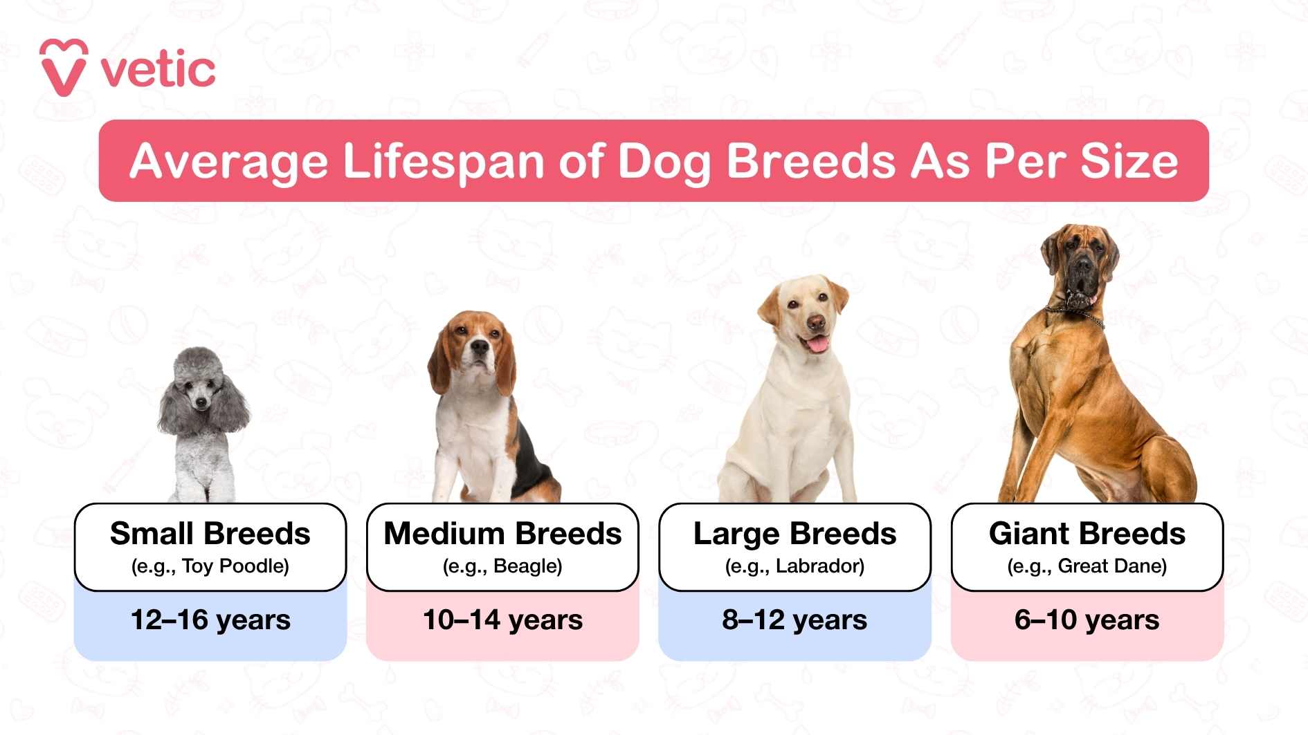The infographic from Vetic visually categorizes dog breeds based on their size and corresponding average lifespan. It divides breeds into four distinct groups: small, medium, large, and giant, with an example breed and lifespan range for each category. Small breeds, such as the Toy Poodle, typically live between 12 to 16 years, while medium-sized breeds like the Beagle have an expected lifespan of 10 to 14 years. Large breeds, such as the Labrador Retriever, generally live 8 to 12 years, and giant breeds like the Great Dane have the shortest lifespan, averaging 6 to 10 years.