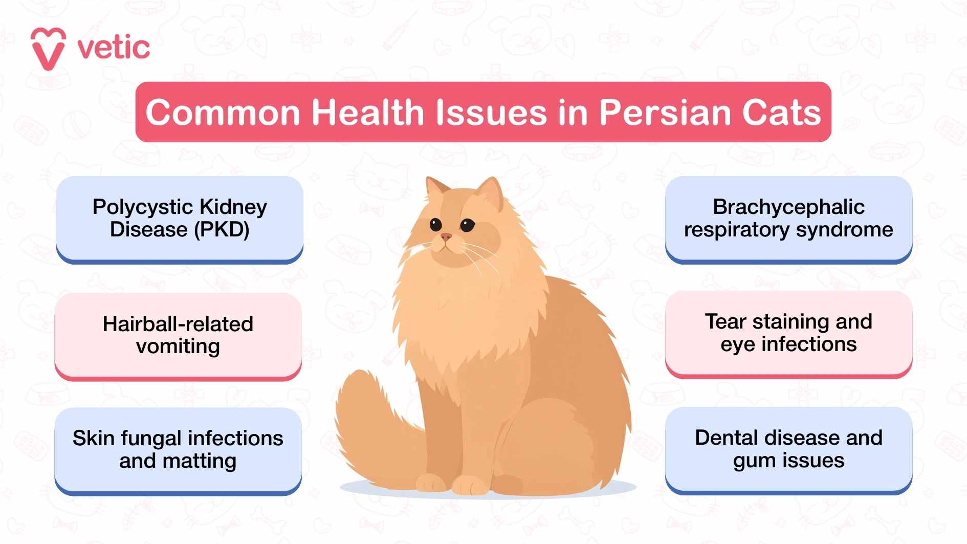 The infographic, titled "Common Health Issues in Persian Cats," provides a concise yet informative overview of medical concerns that Persian cat owners should be aware of. At the center of the image is an illustration of a Persian cat, visually anchoring the information surrounding it. Encircling the central illustration are six distinct text boxes, each highlighting a specific health issue commonly found in Persian cats. The first text box mentions Polycystic Kidney Disease (PKD), a hereditary condition affecting kidney function. The second addresses hairball-related vomiting, an issue often caused by excessive grooming due to the Persian breed’s long fur. Another text box identifies skin fungal infections and matting, emphasizing the importance of regular coat maintenance to prevent discomfort and health complications. Brachycephalic respiratory syndrome is also noted, referencing breathing difficulties that Persian cats may experience due to their flat-faced anatomy. Additionally, the infographic mentions tear staining and eye infections, which are prevalent in the breed due to their facial structure and require consistent eye care. The final text box highlights dental disease and gum issues, pointing out the necessity of oral hygiene to prevent long-term health complications.