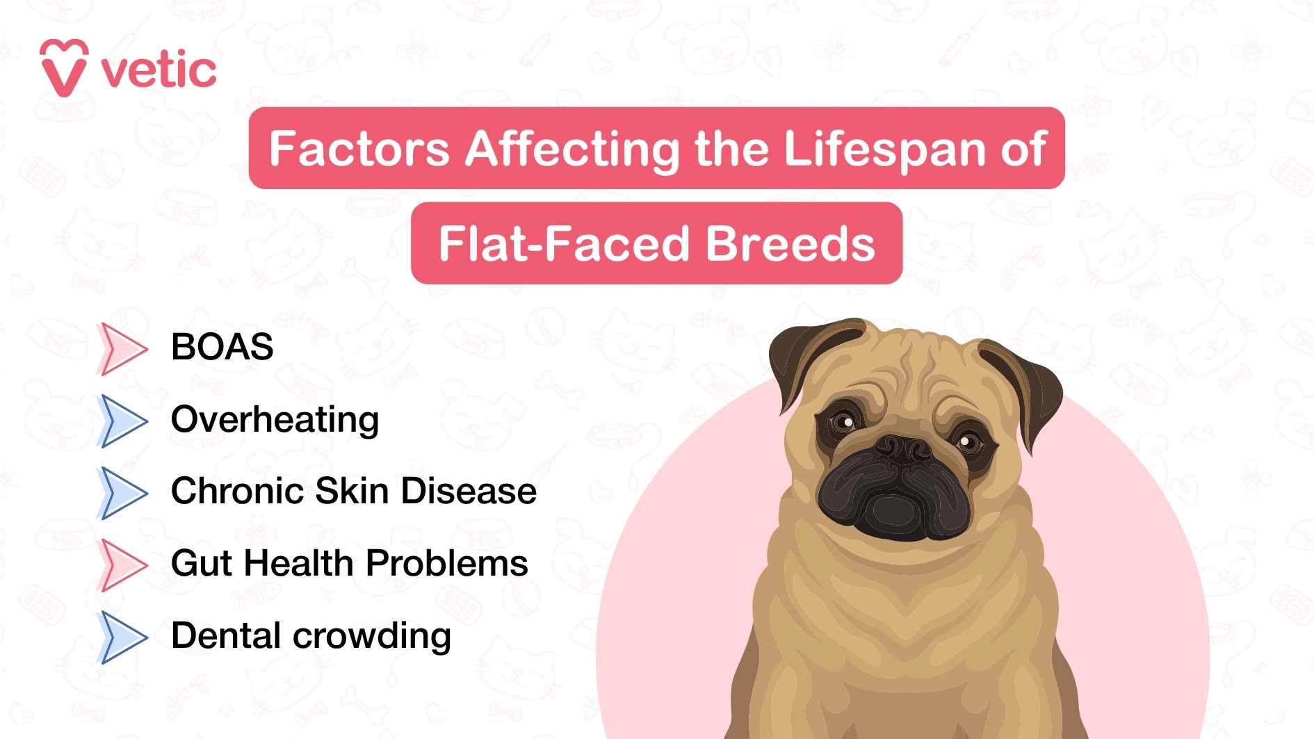Today I will attach images which are a part of the blog "how old is your dog in human years" I need you to accurately describe the content of the images including the illustrations and the OCR text. Avoid giving me bullets and numbered lists - return the description in the form of complete sentences and short comprehensive paragraphs only. Understood! Attach the images, and I’ll provide detailed descriptions in structured and engaging paragraphs that accurately capture both the illustrations and the text within them. Looking forward to helping you refine your blog’s content. The infographic from Vetic visually categorizes dog breeds based on their size and corresponding average lifespan. It divides breeds into four distinct groups: small, medium, large, and giant, with an example breed and lifespan range for each category. Small breeds, such as the Toy Poodle, typically live between 12 to 16 years, while medium-sized breeds like the Beagle have an expected lifespan of 10 to 14 years. Large breeds, such as the Labrador Retriever, generally live 8 to 12 years, and giant breeds like the Great Dane have the shortest lifespan, averaging 6 to 10 years. The infographic presents this information in a structured and visually engaging format, making it a useful reference for dog owners looking to understand the longevity of different breeds based on their size. Let me know if you'd like any refinements to match your blog's tone and style! The infographic from Vetic highlights key factors that influence the lifespan of flat-faced dog breeds. It presents five major health concerns—BOAS (Brachycephalic Obstructive Airway Syndrome), overheating, chronic skin disease, gut health problems, and dental crowding—which are commonly associated with breeds like pugs and bulldogs. The layout is clean and structured, with each factor marked by a colored arrow that enhances readability. On the right side of the image, there is an illustration of a flat-faced dog, likely a pug, reinforcing the topic visually. The background features a subtle pattern composed of pet-related icons, adding a thematic touch to the design.