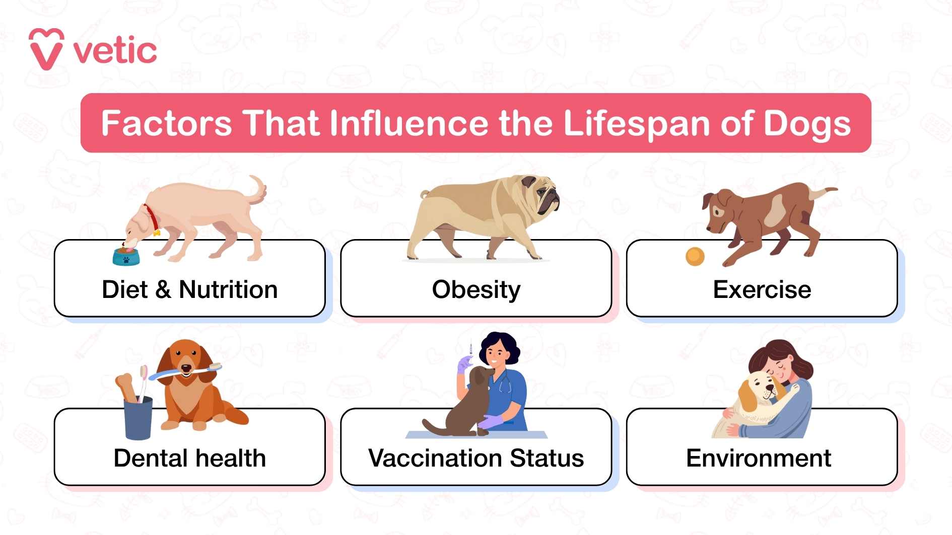 This infographic from Vetic highlights six key factors that influence a dog's lifespan, presenting each factor through simple and engaging illustrations. It emphasizes the importance of diet and nutrition, depicting a dog eating from a bowl to represent how balanced meals contribute to a healthier life. Obesity is shown through an overweight dog, reinforcing that maintaining an appropriate weight is crucial for longevity. Exercise is portrayed by a dog playing with a ball, illustrating how physical activity keeps dogs fit and improves their well-being. Dental health is symbolized by a dog holding a toothbrush, reflecting the significance of oral hygiene in preventing diseases that could impact overall health. The infographic also underscores the role of vaccination status, with an image of a veterinarian administering a vaccine to a dog, demonstrating that preventive healthcare is vital in prolonging life. Finally, the environment is represented by a person affectionately hugging a dog, conveying the importance of emotional well-being, security, and a nurturing home.