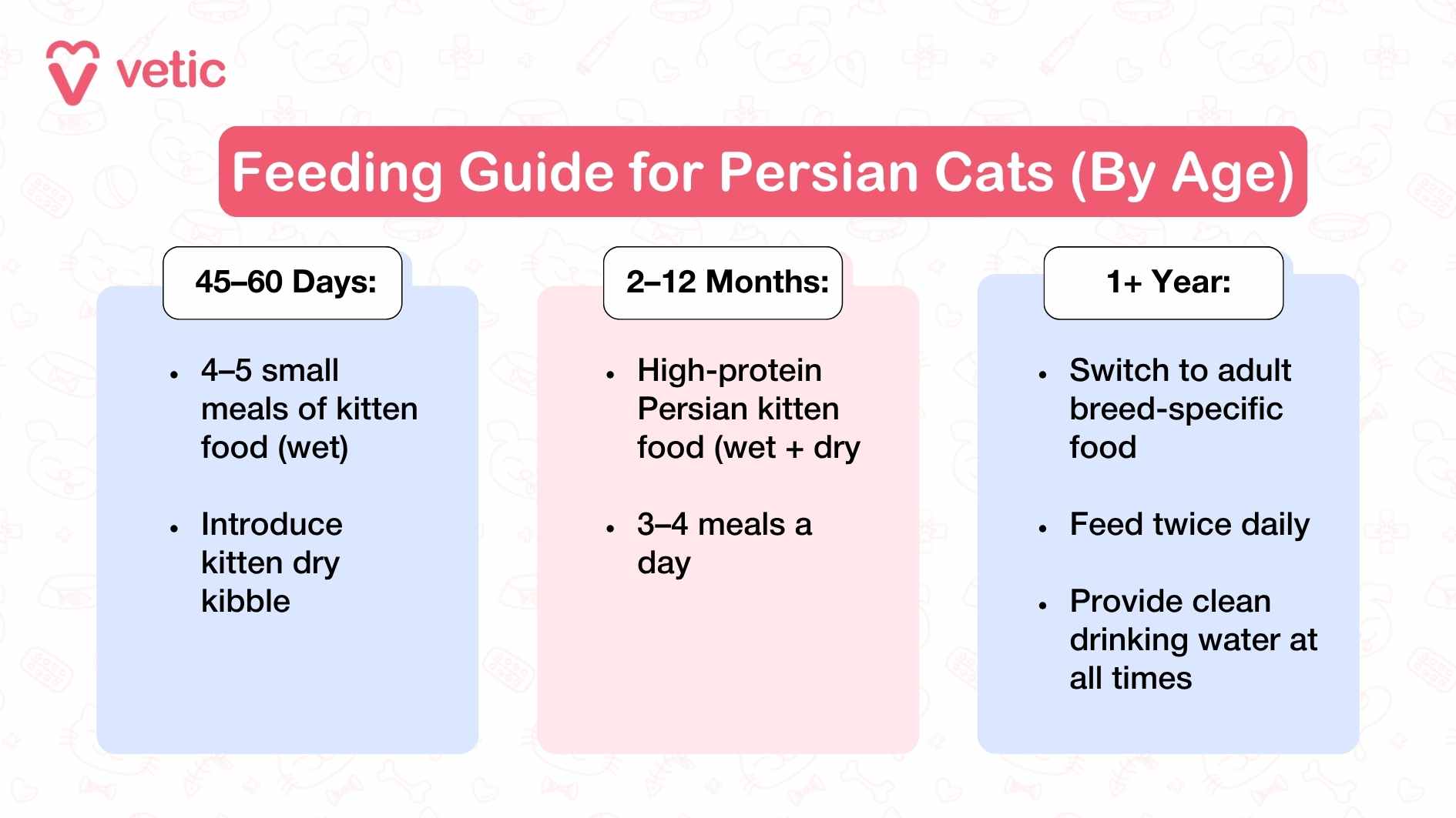 The image is a feeding guide tailored for Persian cats, providing age-specific dietary recommendations. The title clearly establishes the infographic's purpose, ensuring pet owners can easily understand the feeding needs of their cats at different life stages. The guide is divided into three distinct sections, each corresponding to a particular age group. The first section, labeled "45-60 Days," advises offering four to five small meals consisting of kitten food in wet form. It also suggests gradually introducing kitten dry kibble to ease the transition toward solid food. The second section, "2-12 Months," emphasizes the need for high-protein Persian kitten food, including both wet and dry varieties. It recommends feeding the kitten three to four times daily to support its rapid growth and development. The final section, "1+ Year," directs pet owners to switch their cat’s diet to adult breed-specific food, indicating that twice-daily feeding is appropriate at this stage. Additionally, it reminds owners to ensure a constant supply of clean drinking water for their Persian cat’s well-being.