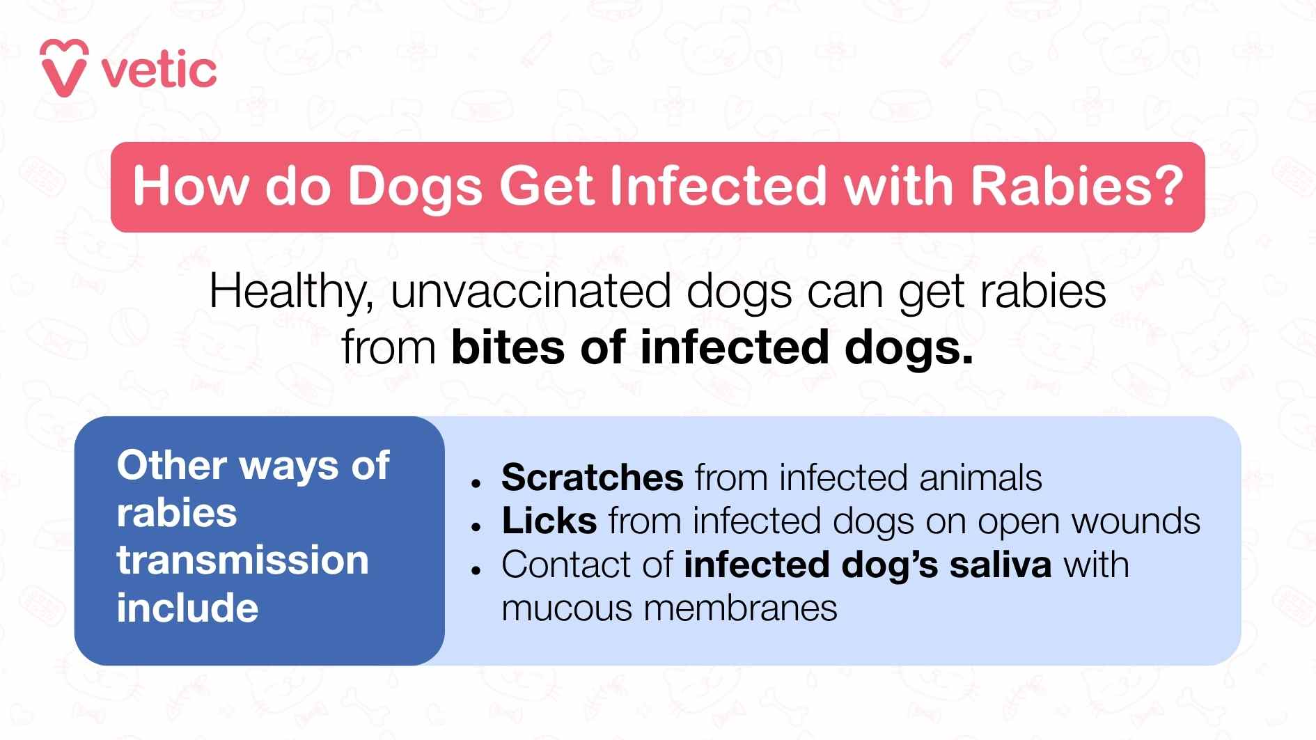 Dogs typically get infected with rabies through direct contact with the saliva of an infected animal, most commonly via a bite. When a rabid animal—often a stray dog, bat, raccoon, or fox—bites a dog, the virus enters through the broken skin and begins its journey toward the nervous system. While rare, a scratch from a rabid animal can transmit the virus if saliva is present on the claws or skin and enters through broken skin.