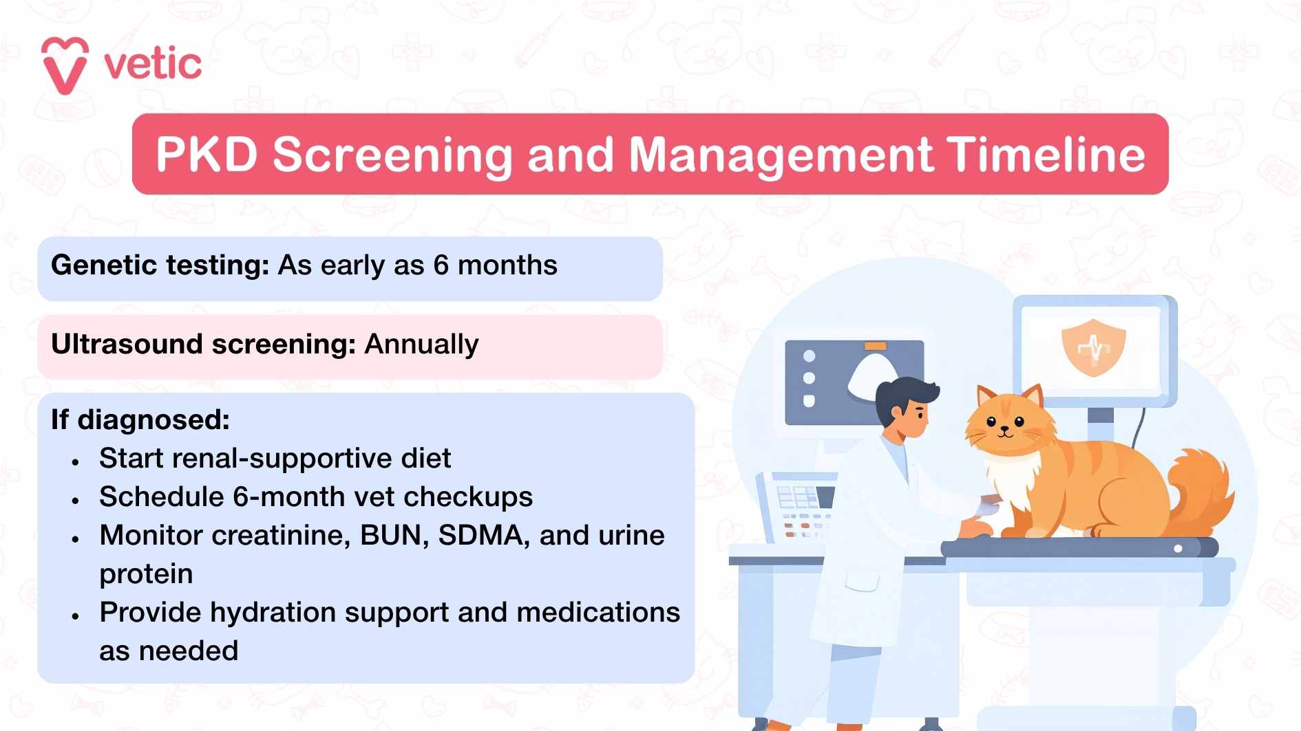 The infographic, titled "PKD Screening and Management Timeline" by Vetic, provides a structured approach to detecting and managing Polycystic Kidney Disease (PKD) in Persian cats. The background is clean and professional, ensuring clarity in the presentation of medical information. At the top, the graphic highlights the ideal screening timeline, advising that genetic testing can be conducted as early as six months, providing an early indication of predisposition to PKD. Additionally, ultrasound screening is recommended annually, allowing veterinarians to monitor kidney health and detect potential cyst formation. In cases where a Persian cat is diagnosed with PKD, the infographic outlines essential steps for disease management. It suggests transitioning the cat to a renal-supportive diet, which helps minimize kidney strain. Regular six-month veterinary checkups are advised to closely track disease progression. The guide also emphasizes the importance of monitoring key biomarkers, including creatinine, BUN, SDMA, and urine protein levels, to assess kidney function.