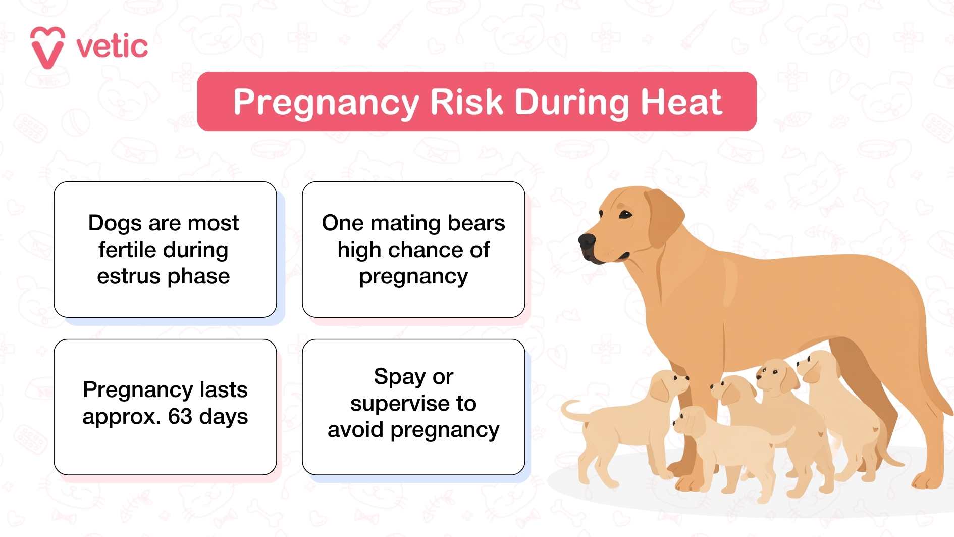 an infographic with the illustration of a brown mother dog with a litter of 5 almost identical puppies depicting the risk of pregnancy for dogs in heat. The pregnancy risk Dogs are most fertile during estrus phase One mating bears high chance of pregnancy Pregnancy lasts approx. 63 days Spay or supervise to avoid pregnancy