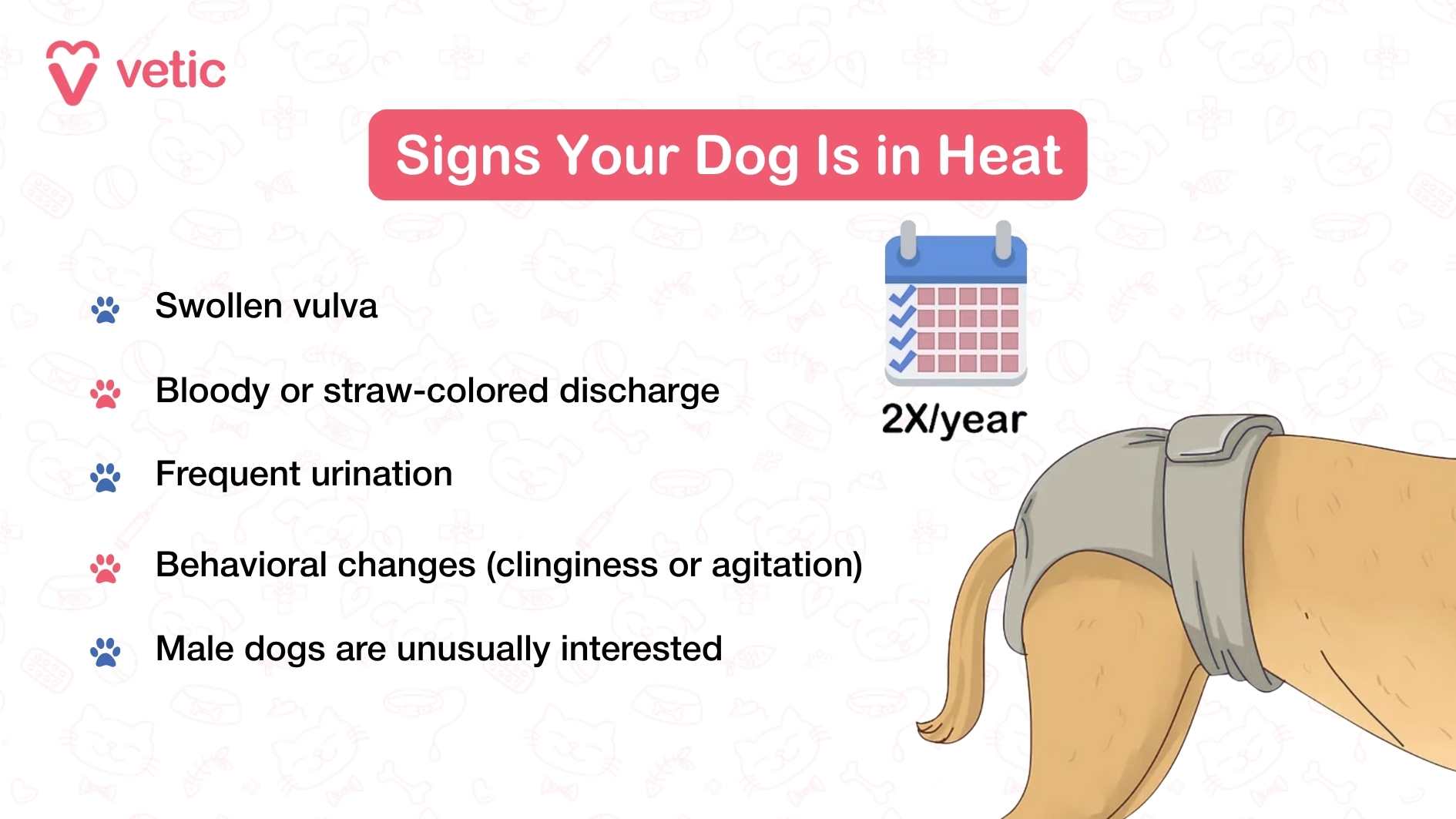 Infographic on the Signs Your Dog Is in Heat with the depiction of a presumably female dog in doggy diapers, with a calendar beside her quoting "2-times per year" - dogs go into heat twice a year. The signs of dogs in heat are - Swollen vulva Bloody or straw-colored discharge Frequent urination Behavioral changes (clinginess or agitation) Male dogs are unusually interested