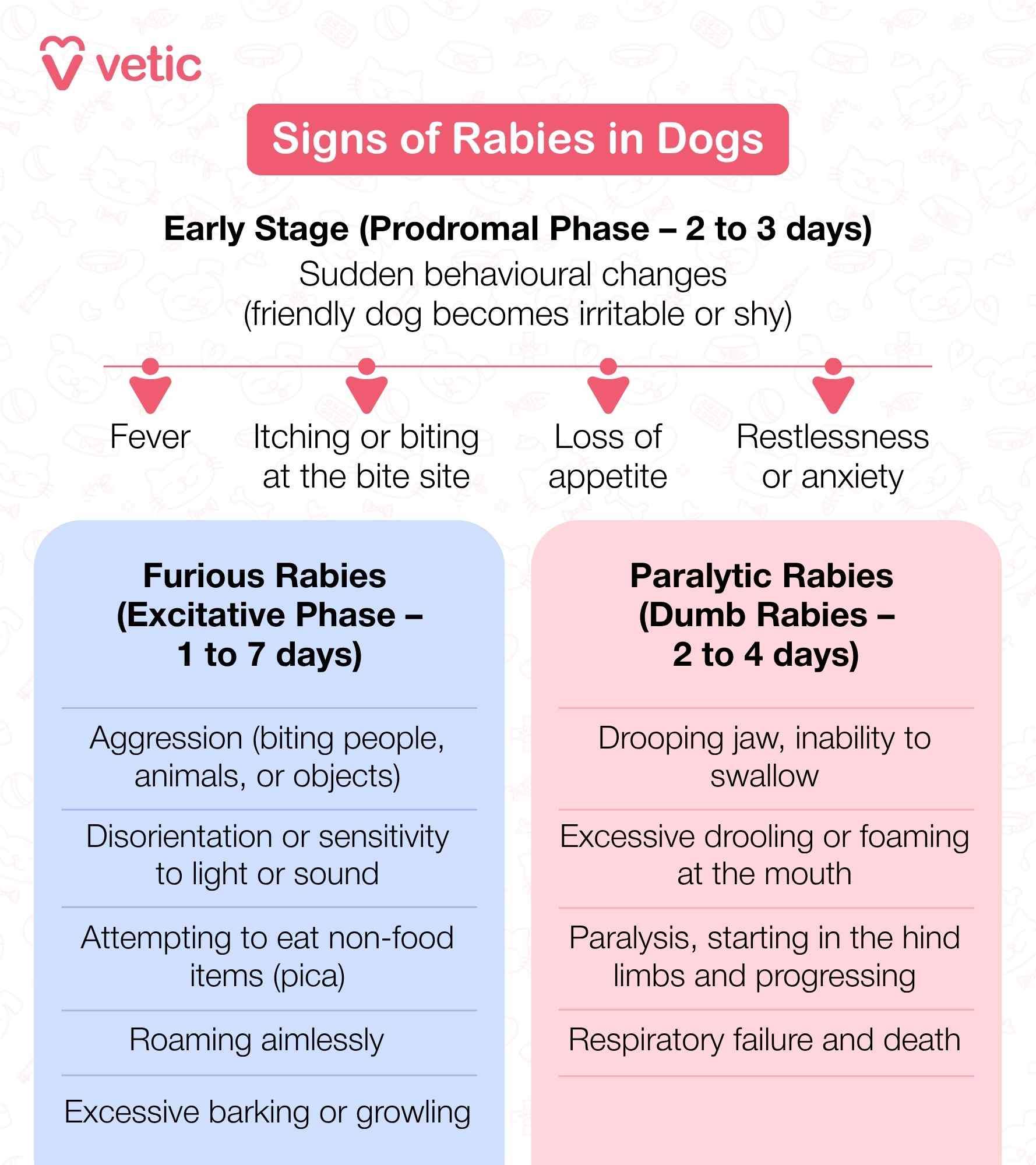 Rabies in dogs begins with subtle changes like anxiety, fever, and excessive licking at the bite site. This early stage lasts a few days. It can progress to furious rabies, marked by aggression, hypersensitivity, disorientation, and seizures. Some dogs then enter the paralytic stage, with muscle weakness, drooling, and eventually full-body paralysis. In some cases, dogs skip the furious stage and become lethargic as paralysis sets in. Rabies is almost always fatal once symptoms appear, and immediate veterinary care is crucial if exposure is suspected. Early signs are often overlooked, so staying alert to unusual behavior is key.