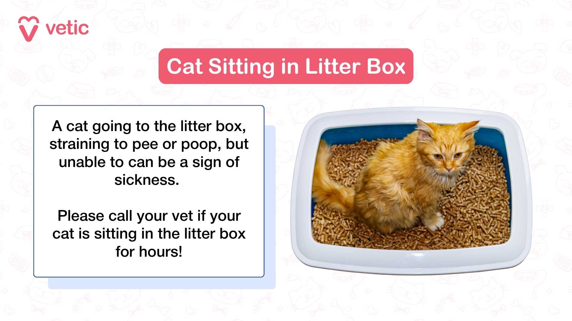 Image of a cat sitting in the litter box with pellets in place of cat litter. A cat going to the litter box, straining to pee or poop, but unable to can be a sign of sickness. Please call your vet if your cat is sitting in the litter box for hours!