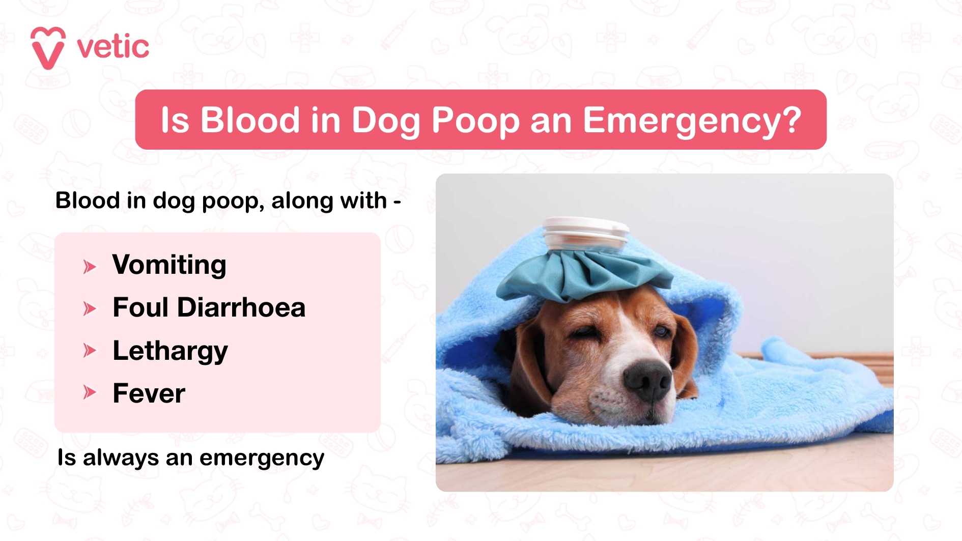 The image presents a clinical yet empathetic warning from Vetic under the header “Is Blood in Dog Poop an Emergency?” It combines bold, readable typography with a concise checklist of symptoms—vomiting, foul-smelling diarrhoea, lethargy, and fever—alongside the presence of blood in the stool to signal a medical emergency. Supporting the urgency of the message is a photo of a dog lying down with a blue blanket draped over its body and a small ice pack resting on its head, suggesting illness and care.