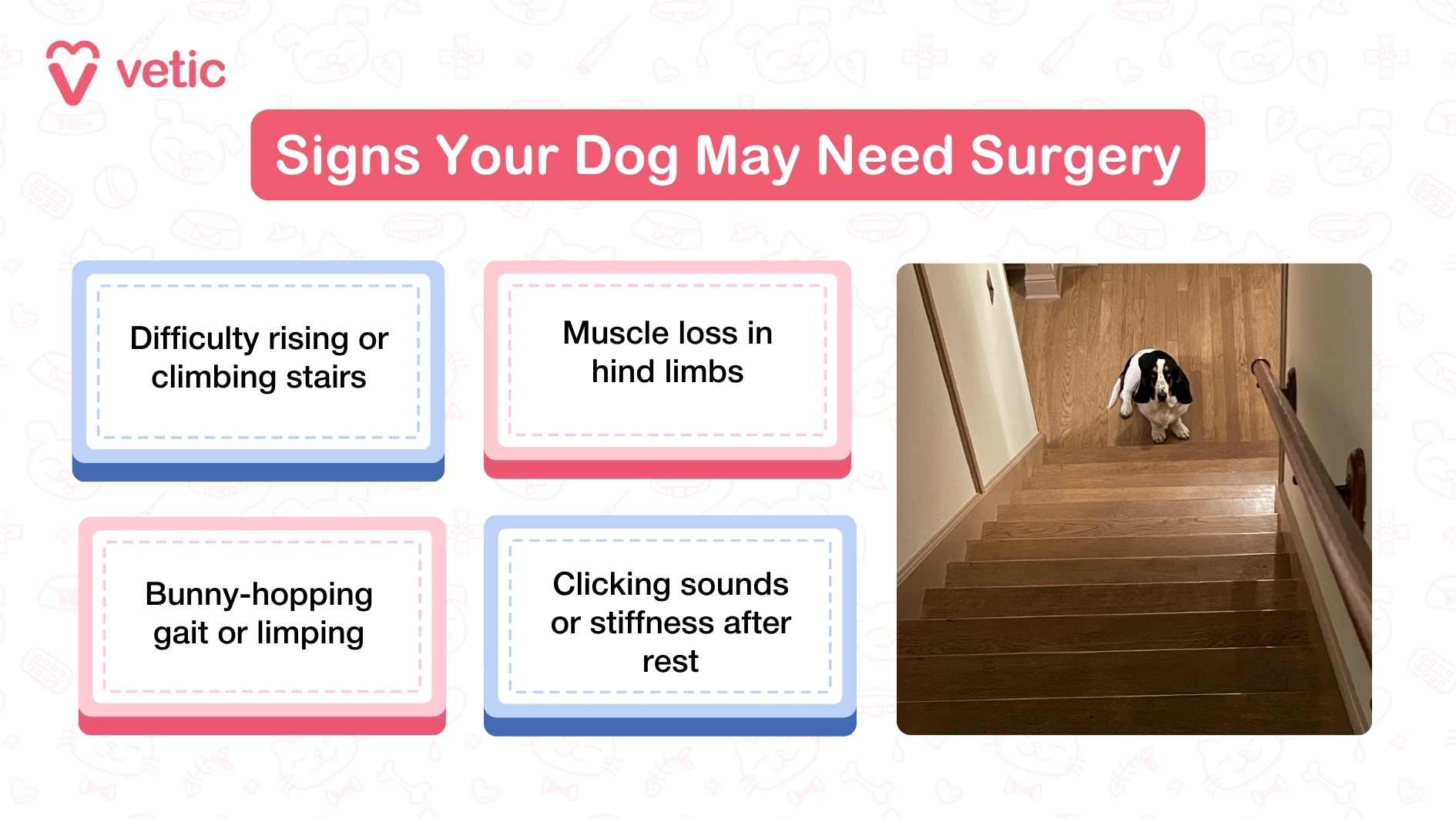“Signs Your Dog May Need Surgery for Hip Dysplasia” and lists four key indicators. These include difficulty rising or climbing stairs, muscle loss in the hind limbs, a bunny-hopping gait or noticeable limping, and clicking sounds or stiffness after resting. To the right of the text, a dog is pictured sitting at the bottom of a staircase—visually tying into the first symptom.