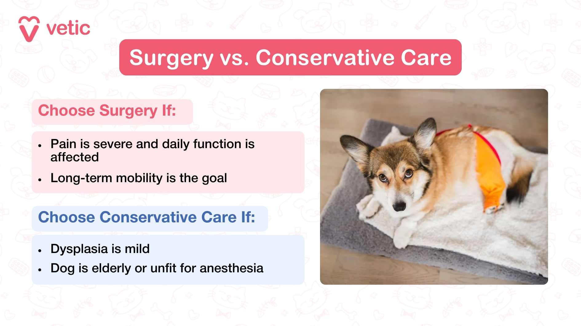 This image presents a well-balanced visual and textual comparison between surgical and conservative approaches to treating hip dysplasia in dogs. On the left side, a structured guide outlines when each path may be appropriate: surgery is typically recommended in cases of severe pain that impairs daily function, especially when the goal is to restore long-term mobility and improve quality of life. In contrast, conservative care is often suitable when dysplasia is mild, or when the dog is elderly or considered unsuitable for anesthesia due to health concerns. The heading "Surgery for hip dysplasia in dogs vs. Conservative Care" anchors the graphic and clearly invites pet owners to evaluate their options thoughtfully. On the right, the visual depicts a dog calmly resting on a soft blanket, dressed in an orange hind-leg garment that likely provides post-treatment support. This peaceful scene reinforces the theme of personalized care, complementing the decision-making guide with a quiet reminder of the comfort that follows proper management.