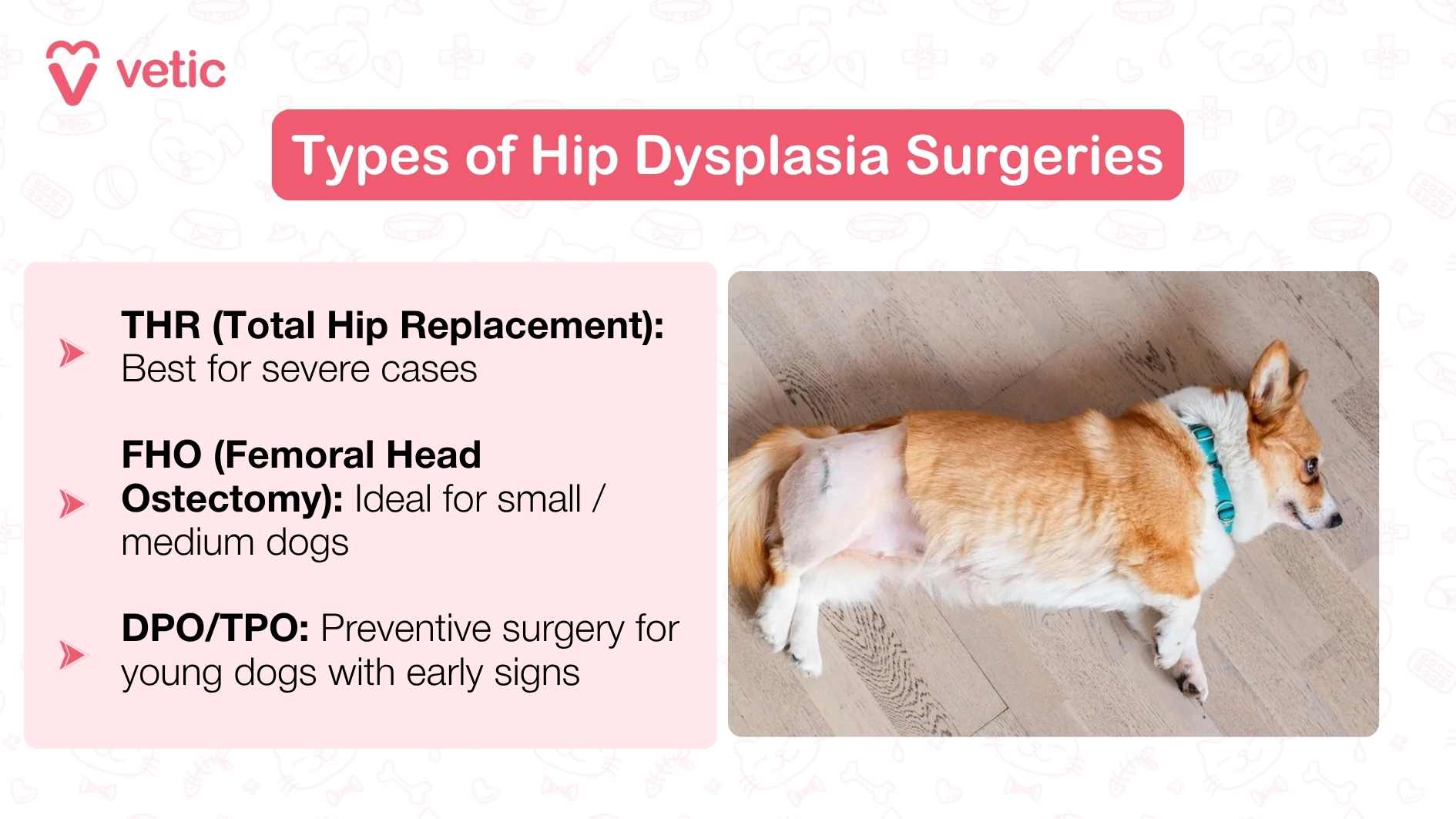 The image breaks down three surgical options for hip dysplasia in dogs. On the left, a clean list explains each: Total Hip Replacement (THR) is ideal for severe cases, offering full joint restoration; Femoral Head Ostectomy (FHO) suits small to medium-sized dogs and helps reduce pain; and Double/Triple Pelvic Osteotomy (DPO/TPO) is a preventive surgery best done early in young dogs. On the right, a dog lies calmly on its side with a clearly shaved hip area, likely post-op—visually anchoring the info with real-life context.