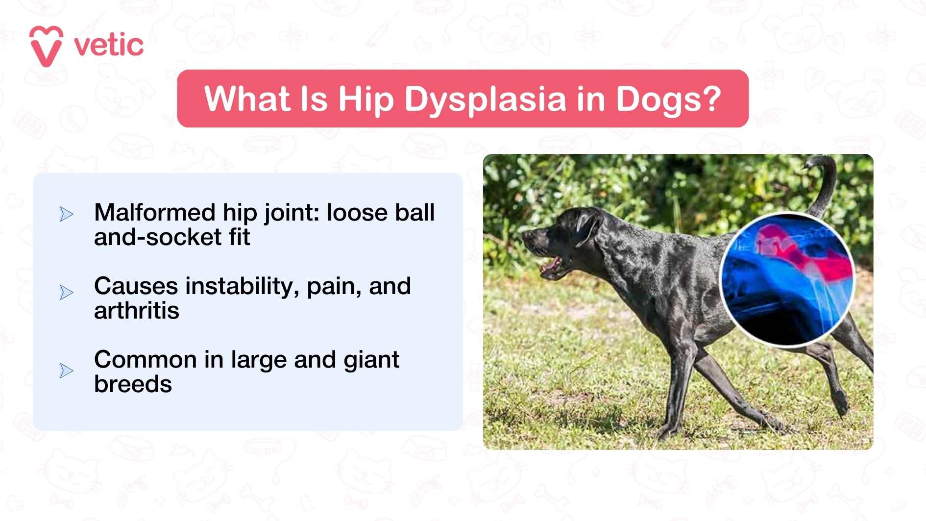 On the left, text explains that the condition stems from a malformed hip joint, where the ball-and-socket fit is loose. It leads to instability, pain, and arthritis, and is especially common in large and giant breeds. On the right side, a black dog is shown walking across a grassy lawn. A circular inset highlights an X-ray image of the dog’s hip, pointing to the abnormal joint structure.