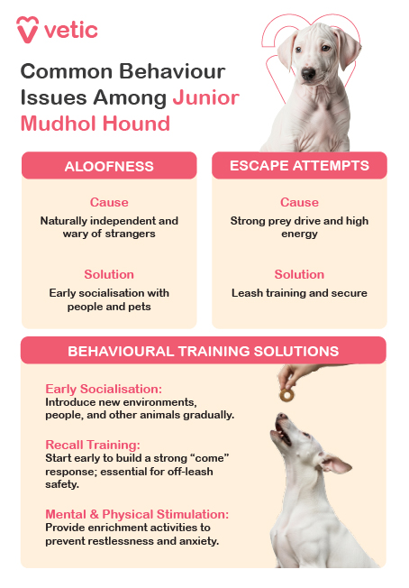 an educational poster from Vetic that addresses common behavior issues in Junior Mudhol Hounds. It features a photograph of a white Mudhol Hound puppy, which adds a relatable and endearing visual element to the content. The poster highlights two specific behavioral challenges—aloofness and escape attempts—and explains their underlying causes. Aloofness is attributed to the breed’s naturally independent nature and wariness of strangers, while escape attempts stem from their strong prey drive and high energy levels. Solutions include early socialization with people and pets, leash training, and ensuring secure environments. The image also outlines behavioral training strategies such as recall training to strengthen the “come” command, early exposure to varied environments and animals, and providing mental and physical stimulation to reduce restlessness and anxiety. The layout is clean and informative, making it a practical resource for pet parents seeking to understand and manage their Mudhol Hound’s temperament.
