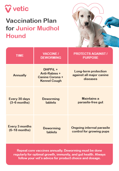 a vaccination and deworming schedule for Junior Mudhol Hounds, created by Vetic. It presents a structured plan divided into three time-based categories: annually, every 30 days between 3 to 6 months, and every 3 months from 6 to 18 months. The annual section includes core vaccines such as DHPPiL, Anti-Rabies, Canine Corona, and Kennel Cough, offering long-term protection against major canine diseases. Between 3 to 6 months, deworming tablets are recommended every 30 days to maintain a parasite-free gut. From 6 to 18 months, deworming continues every three months to ensure ongoing internal parasite control. A note at the bottom emphasizes the importance of repeating core vaccines annually and maintaining regular deworming for optimal growth, immunity, and gut health, while also advising pet parents to follow their veterinarian’s guidance for product selection and dosage. The layout is clear and informative, making it a practical reference for responsible pet care.