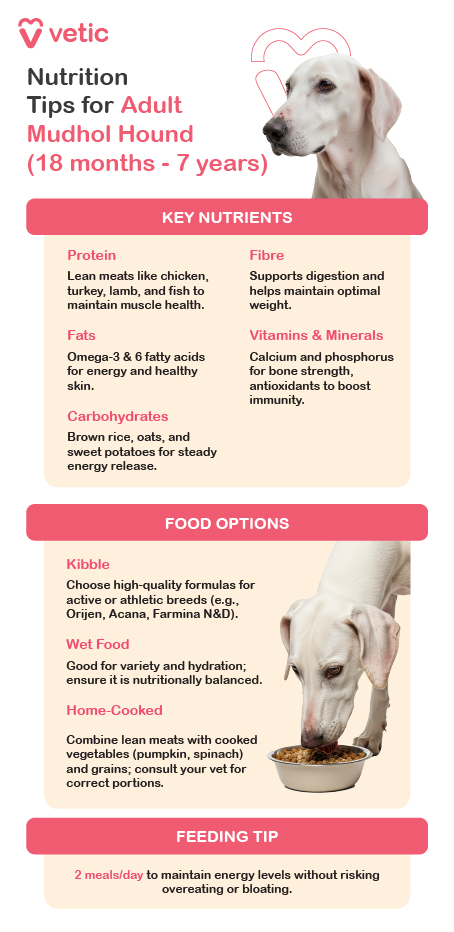 an informative poster from Vetic that offers nutrition tips for adult Mudhol Hounds aged 18 months to 7 years. It features a photograph of a Mudhol Hound and a dog eating from a bowl, reinforcing the theme of breed-specific dietary care. The poster is divided into sections that highlight key nutrients, food options, and feeding advice. It recommends lean meats such as chicken, turkey, lamb, and fish to support muscle health, along with fiber for digestion and weight management. Omega-3 and Omega-6 fatty acids are suggested for energy and skin wellness, while calcium, phosphorus, and antioxidants are emphasized for bone strength and immunity. Carbohydrates like brown rice, oats, and sweet potatoes are included for steady energy release. The food options section advises choosing high-quality kibble formulated for active breeds, nutritionally balanced wet food for hydration and variety, and home-cooked meals that combine lean meats with cooked vegetables and grains—though veterinary consultation is recommended for proper portioning. A feeding tip at the bottom suggests offering two meals per day to maintain energy levels without risking bloating or overeating. The layout is clean and practical, making it a helpful guide for pet parents.