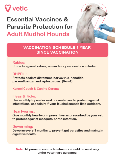 an informational poster from Vetic that outlines essential vaccines and parasite protection for adult Mudhol Hounds. It features a photograph of a Mudhol Hound being examined by a veterinarian, which reinforces the importance of professional care. The poster specifies that adult dogs should receive vaccinations one year after their last dose and lists core vaccines including Rabies, DHPPiL (which protects against distemper, parvovirus, hepatitis, para-influenza, and leptospirosis), Kennel Cough, and Canine Corona. It also emphasizes monthly preventive treatments for fleas and ticks, especially for dogs that spend time outdoors, and recommends monthly heartworm medication to guard against mosquito-borne infections. Deworming every three months is advised to maintain digestive health and prevent gut parasites. A note at the bottom reminds pet parents that all parasite control treatments should be administered under veterinary guidance. The layout is clear and professional, making it a reliable reference for maintaining the health of adult Mudhol Hounds.