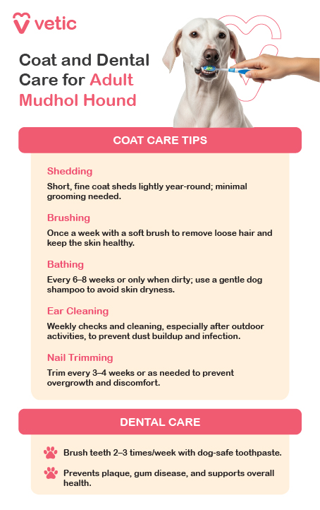 an educational poster from Vetic that offers coat and dental care guidance for adult Mudhol Hounds. It features a Mudhol Hound playfully holding a toothbrush in its mouth, reinforcing the theme of proactive grooming. The poster is divided into two sections: Coat Care Tips and Dental Care. It explains that Mudhol Hounds have short, fine coats that shed lightly throughout the year, requiring minimal grooming. Weekly brushing with a soft brush is recommended to remove loose hair and maintain skin health. Bathing should be done every six to eight weeks or only when the dog is visibly dirty, using a gentle dog shampoo to avoid skin dryness. Ear cleaning is advised weekly, especially after outdoor activities, to prevent dust buildup and infections. Nail trimming should be performed every three to four weeks to avoid overgrowth and discomfort. For dental care, the guide recommends brushing the dog’s teeth two to three times per week with dog-safe toothpaste to prevent plaque buildup, gum disease, and support overall health. The layout is clean and engaging, making it a practical reference for maintaining the hygiene of adult Mudhol Hounds.
