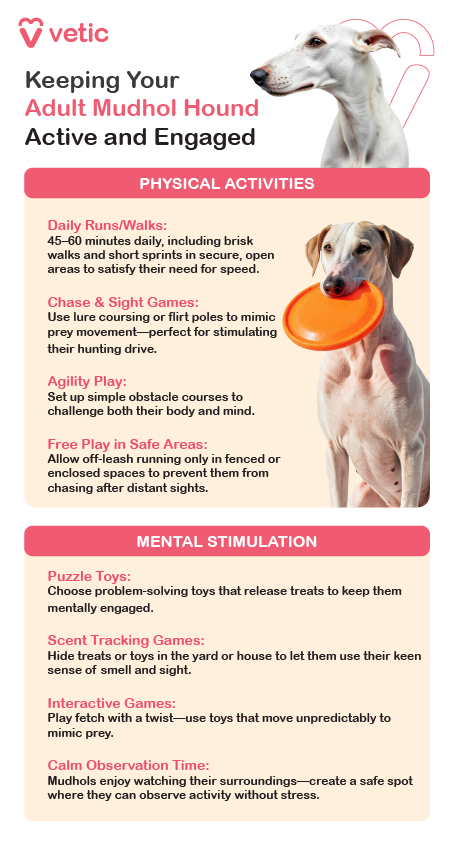 This image is an educational poster from Vetic that outlines how to keep an adult Mudhol Hound, also known as the Caravan Hound, physically and mentally stimulated. The poster is divided into two main sections: Physical Activities and Mental Stimulation. It features a Mudhol Hound in a relaxed pose, reinforcing the theme of balanced engagement. The Physical Activities section recommends daily runs or walks lasting 45 to 60 minutes, incorporating brisk walks and short sprints in secure, open areas to satisfy the breed’s natural speed and stamina. It also suggests chase and sight games using tools like lure coursing or flirt poles to mimic prey movement, which aligns with their strong hunting instincts. Agility play is encouraged through simple obstacle courses that challenge both body and mind. Free play is advised only in fenced or enclosed spaces to prevent the dog from chasing distant sights. The Mental Stimulation section highlights the use of puzzle toys that release treats to keep the dog mentally engaged. Scent tracking games are recommended by hiding treats or toys around the house or yard, allowing the dog to use its keen sense of smell and sight. Interactive games such as fetch with unpredictable toys mimic prey behavior and add excitement. Lastly, the poster notes that Mudhol Hounds enjoy quietly observing their surroundings, so creating a safe spot for calm observation is beneficial for stress-free enrichment.